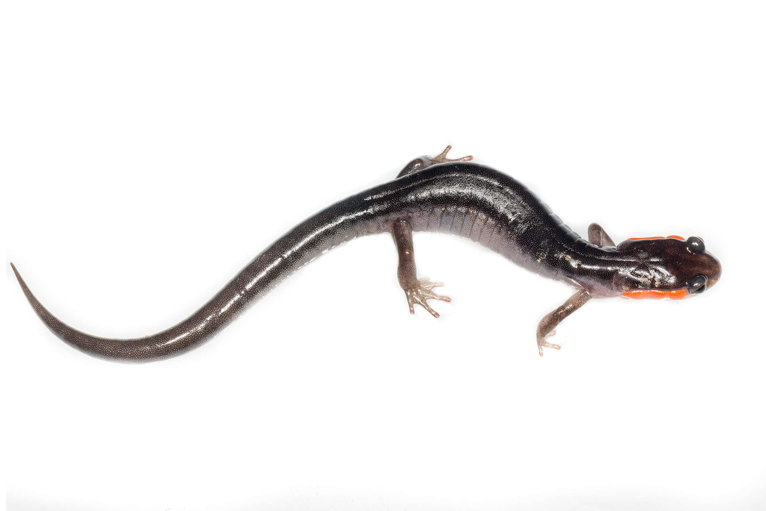  Red-cheeked Salamander ( Plethodon jordani ) 