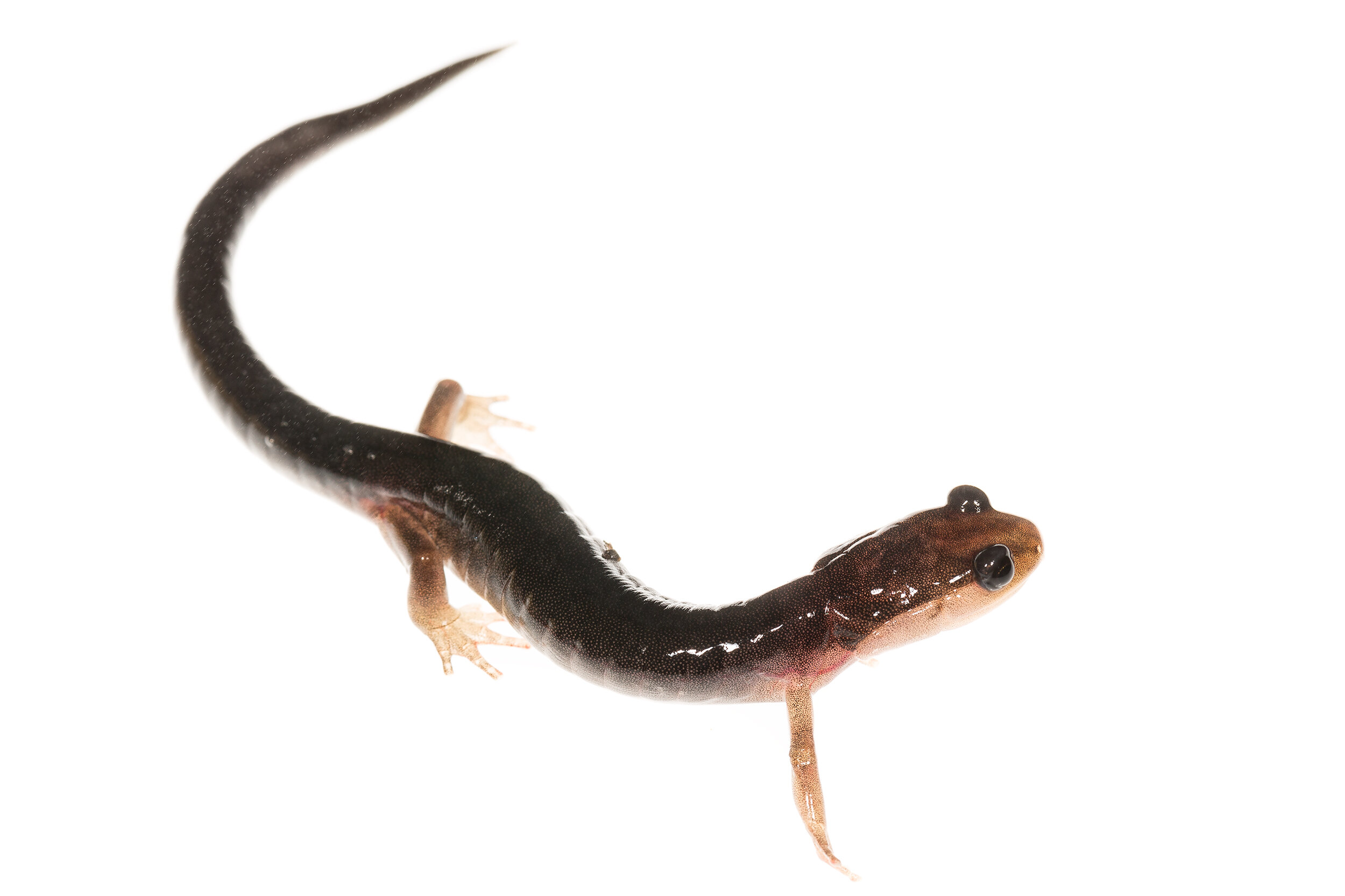  Gray-cheeked Salamander ( Plethodon metcalfi ) 