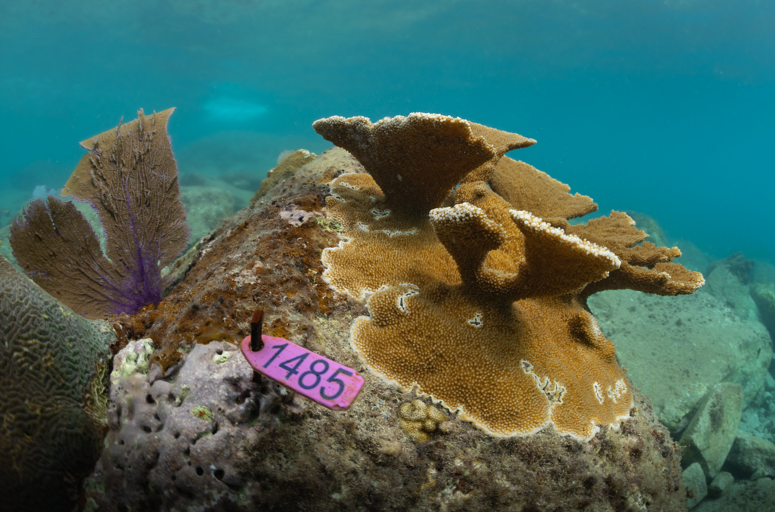  This Elkhorn Coral ( Acropora palmata ) was tagged so it can be monitored over time. 