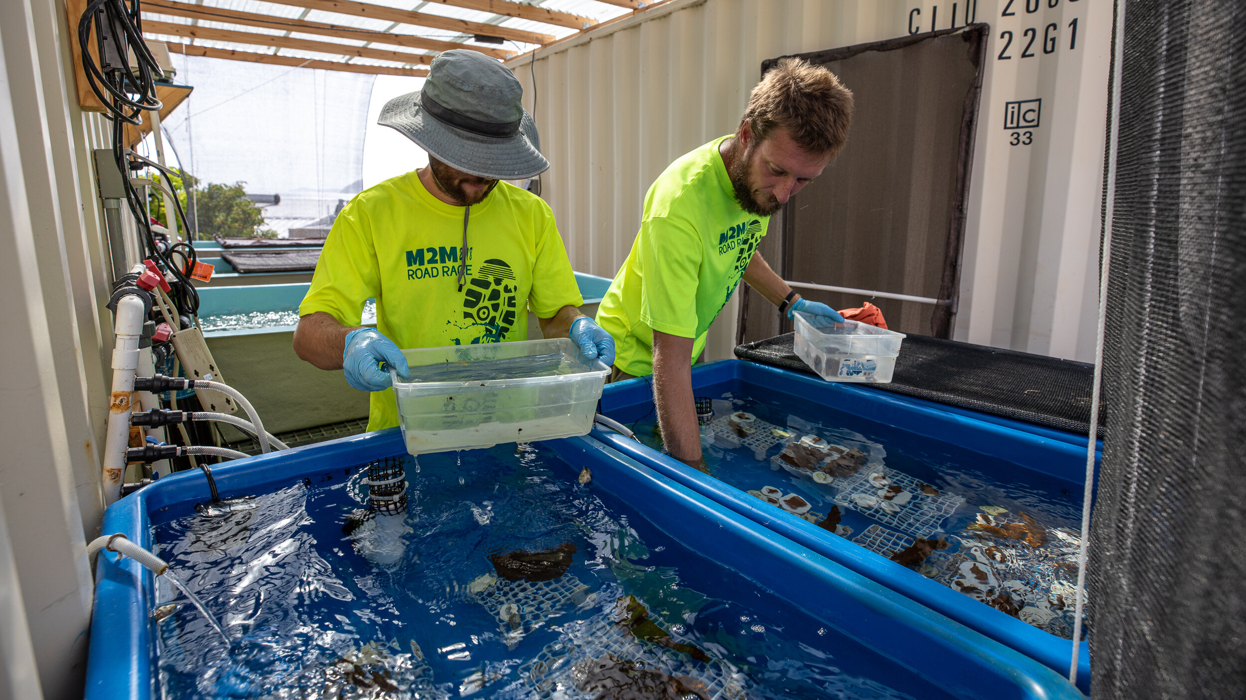  Dan Mele and Adam Glahn placing  pieces of coral back in the water tables after being fragmented. Photo: Kathryn Cobleigh 