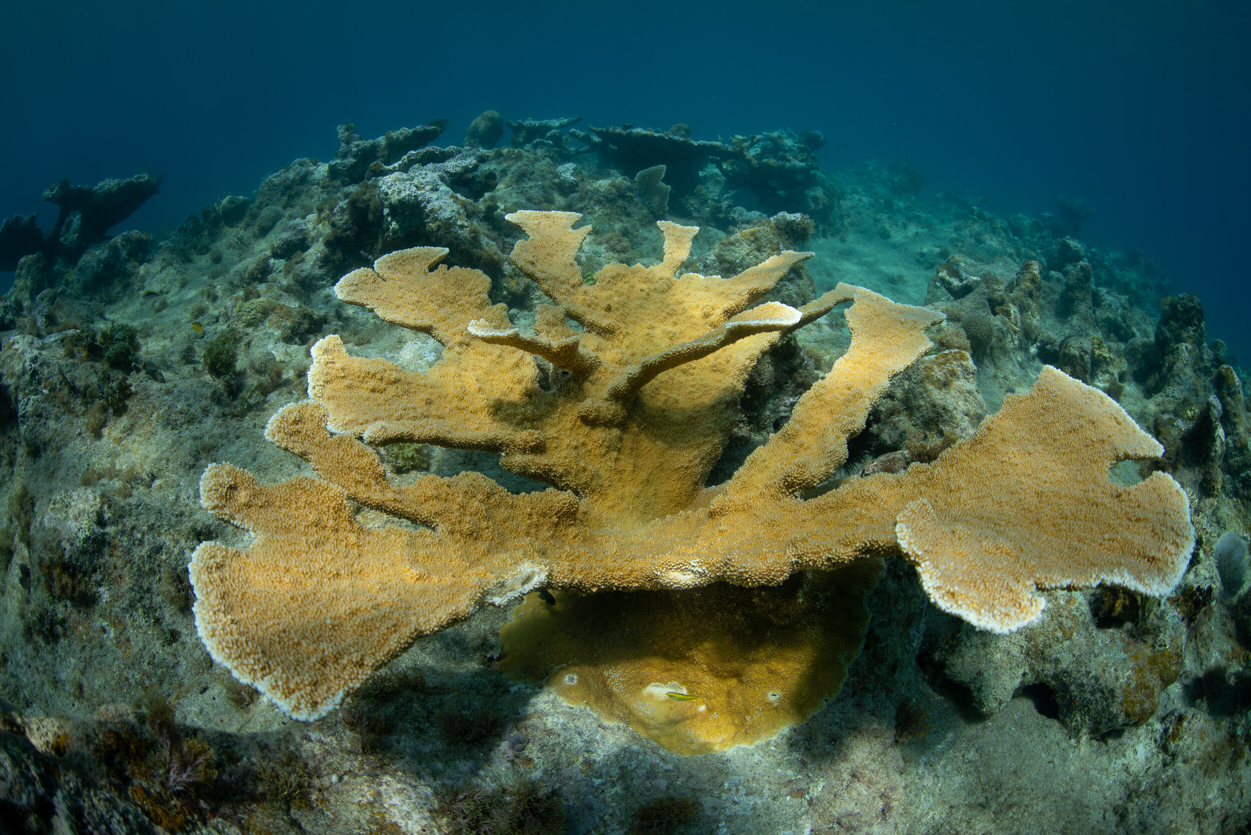  An Elkhorn Coral (Acropora palmata) at Stumpy Bay, St. Thomas. 