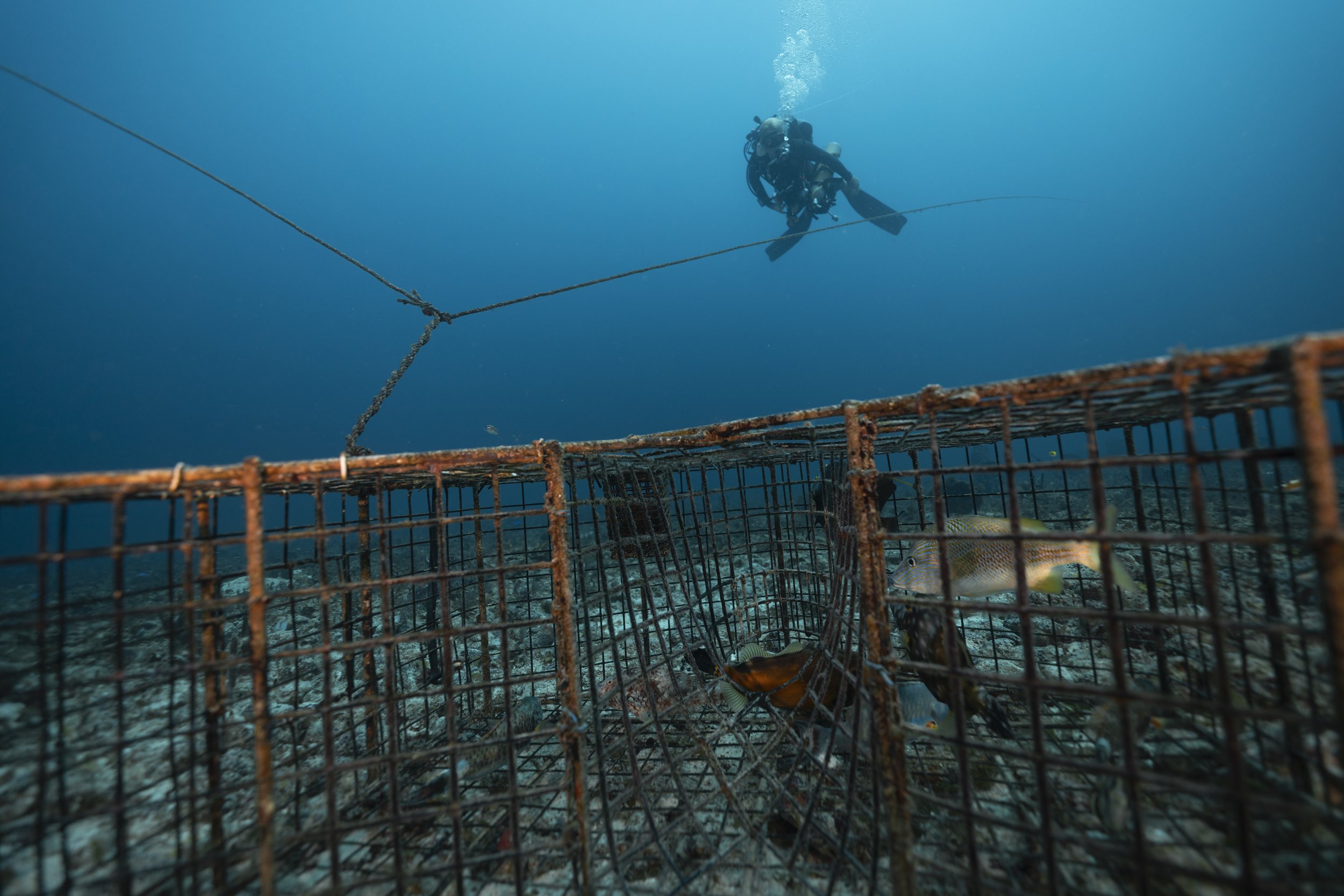 Descending down the buoy line takes divers to a single trap. The remaining traps are connected via a long line. University of the Virgin Islands technical diver, Shaun Kadison, follows the line to the next set of traps. 