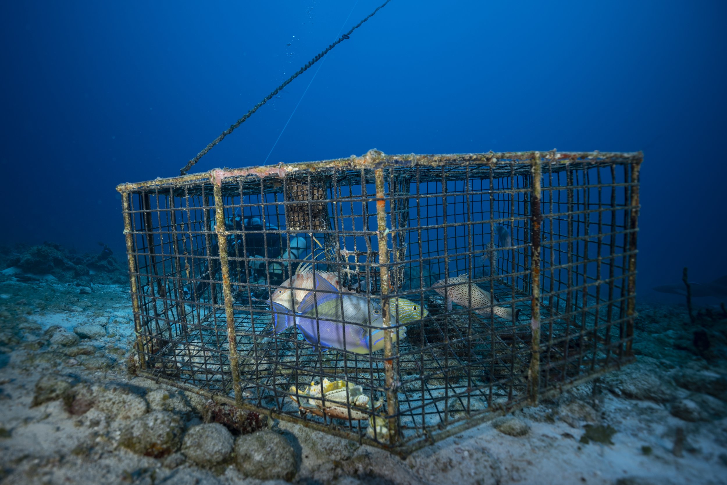  Lured in by an lobster carcass, a Queen Triggerfish, Bluestriped Grunt, Hogfish, and Red Hind have been caught in a trap. While these species aren’t illegal to fish outside of protected areas, this illegally placed trap is in violation of the no-tak