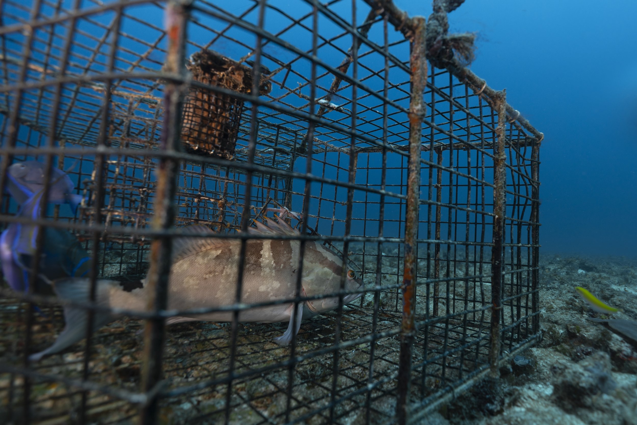  At the second trap, a federally protected Nassau Grouper is spotted within an illegally placed trap. 