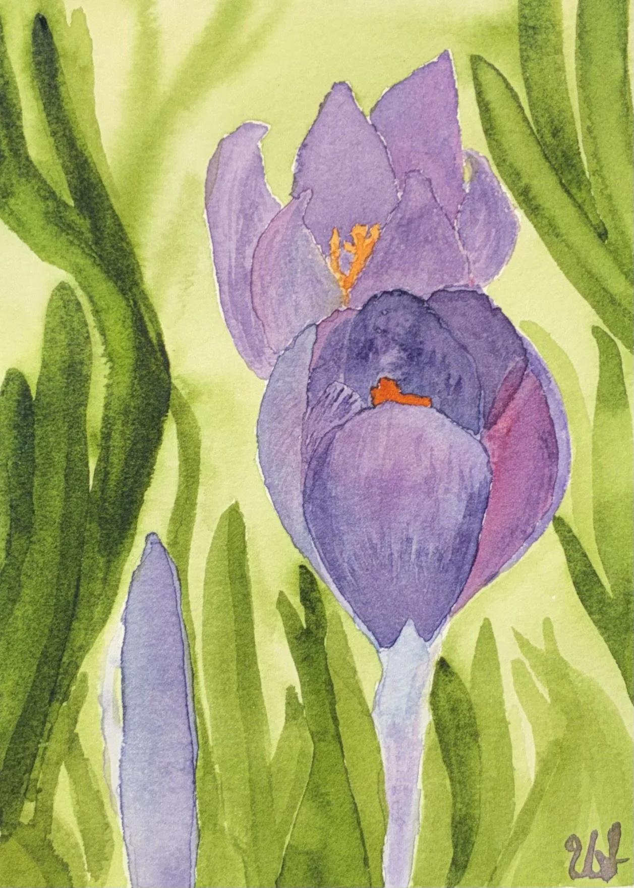 Crocuses
