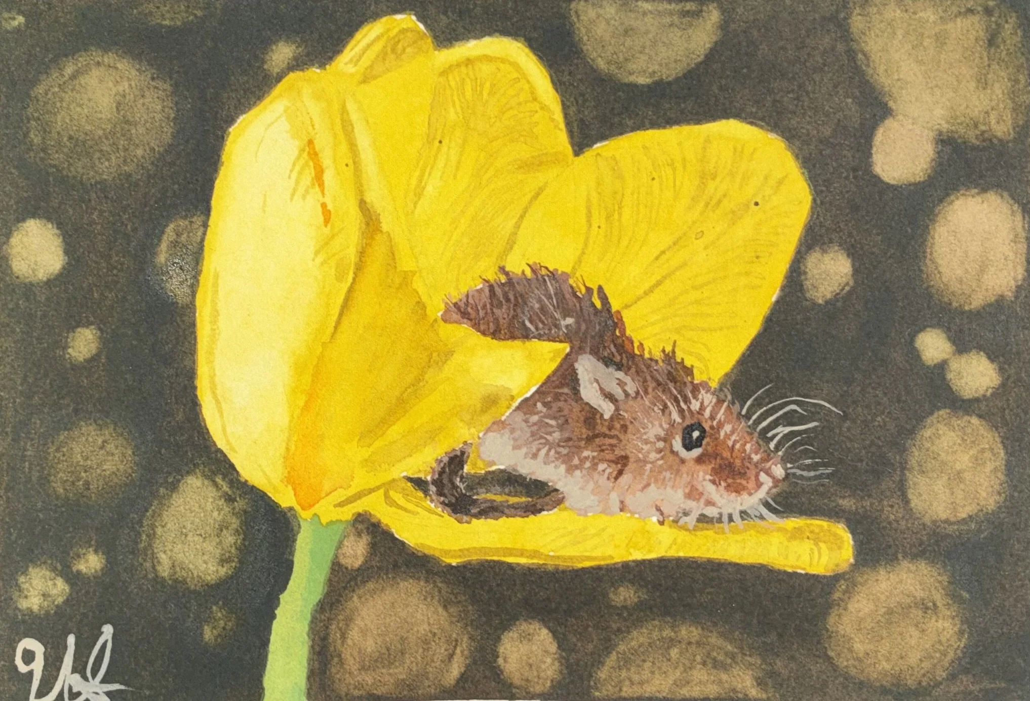 Harvest Mouse