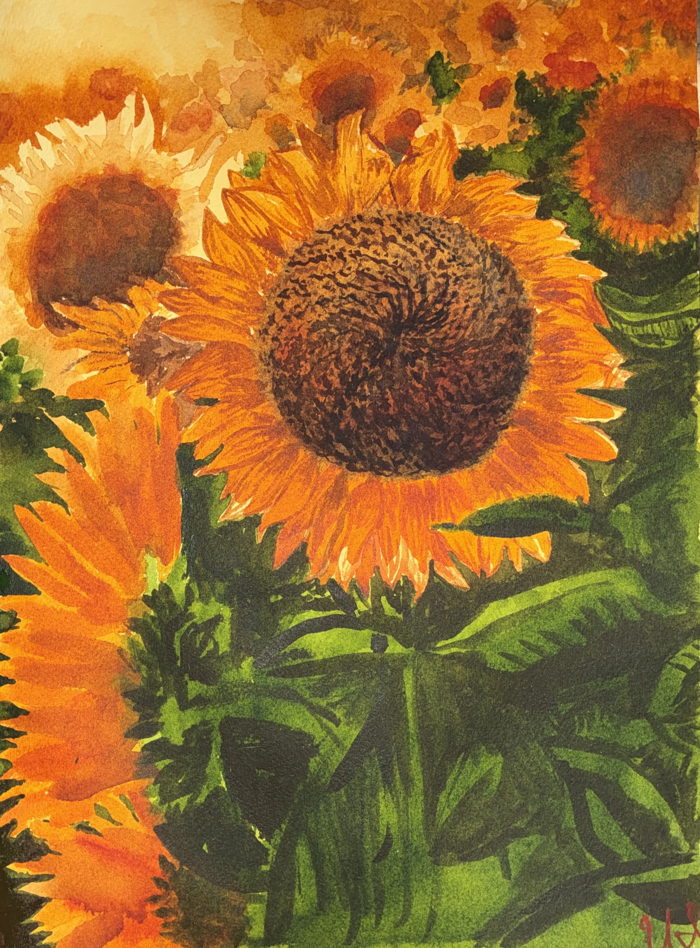 Sunflowers