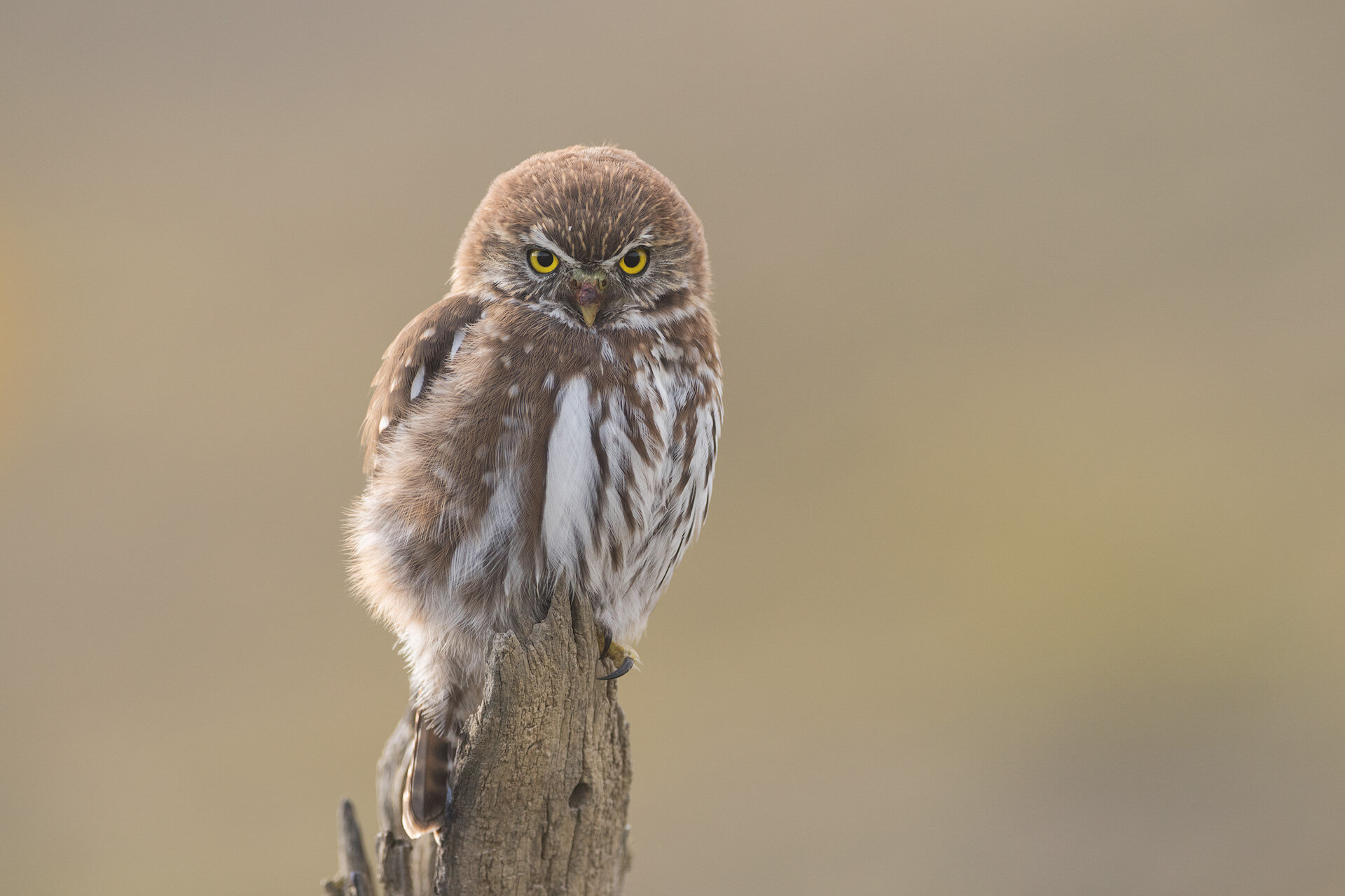 _DSC4392-paine-pygmy-ian-phelps-photography-1920.jpg