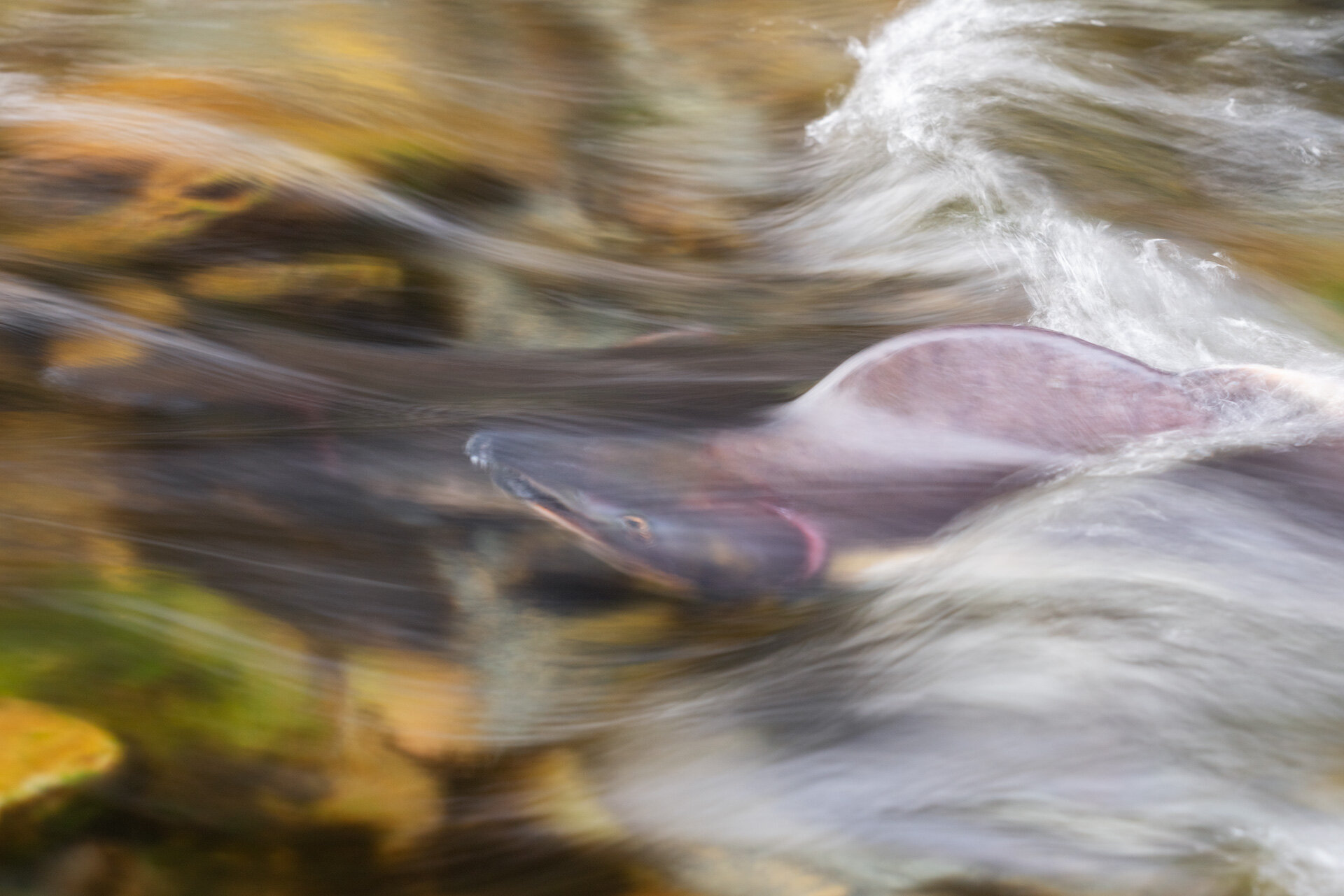 _DSC2491-river-dance-ian-phelps-photography-1920.jpg