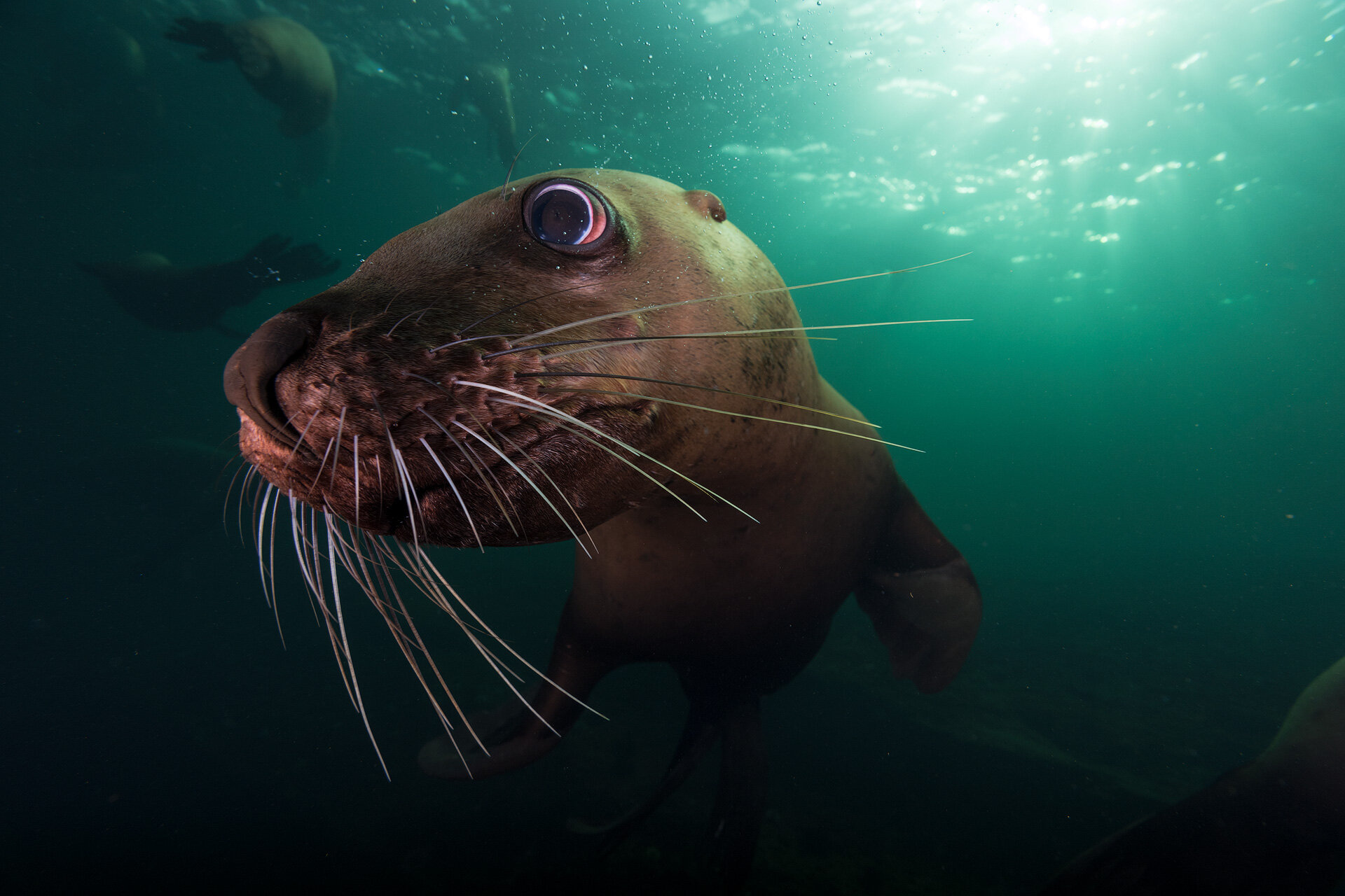 _DSC2097-salish-sea-lion-ian-phelps-photography-1920.jpg