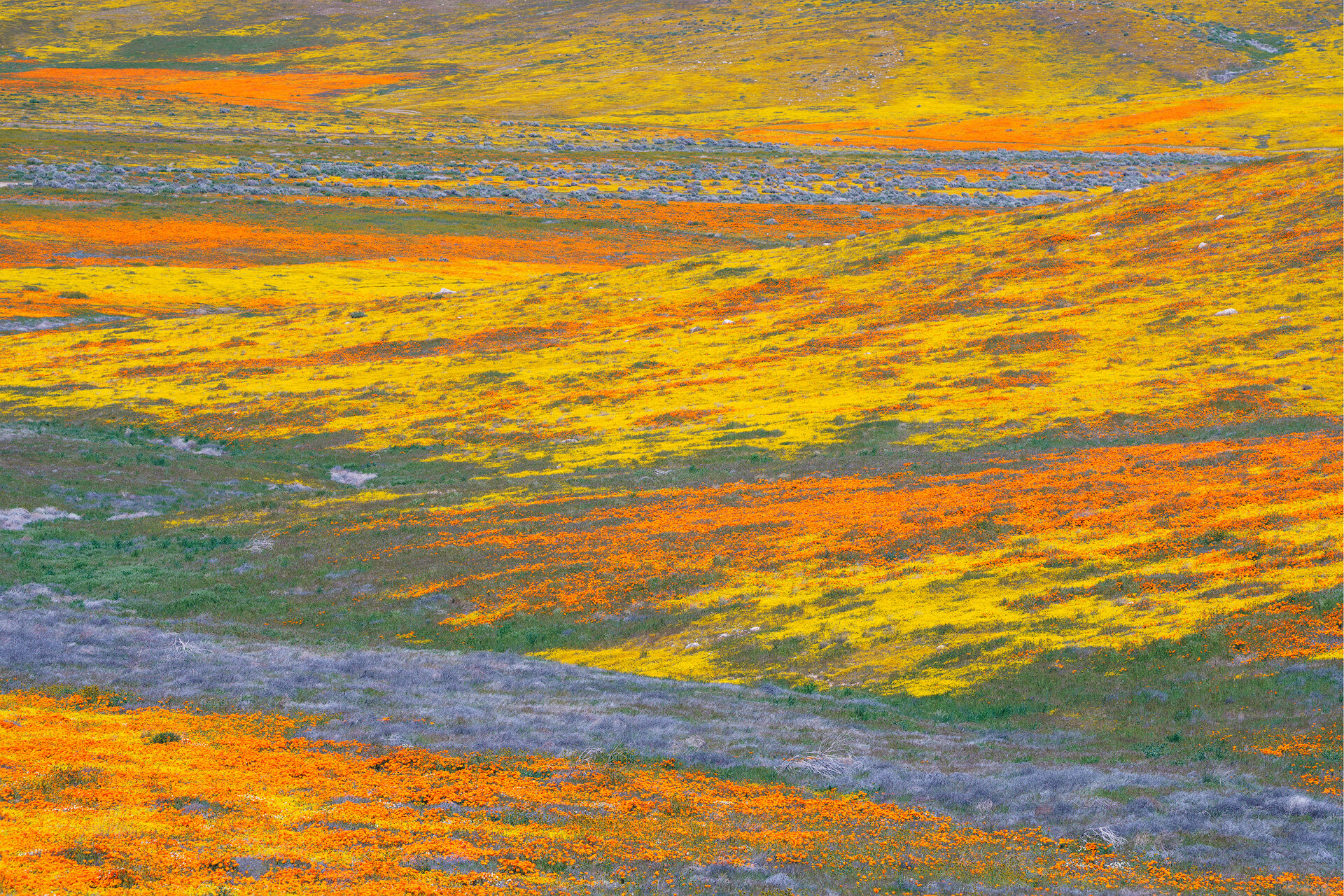 _DSC4588_90_91-superbloom-ian-phelps-photography-1920.jpg