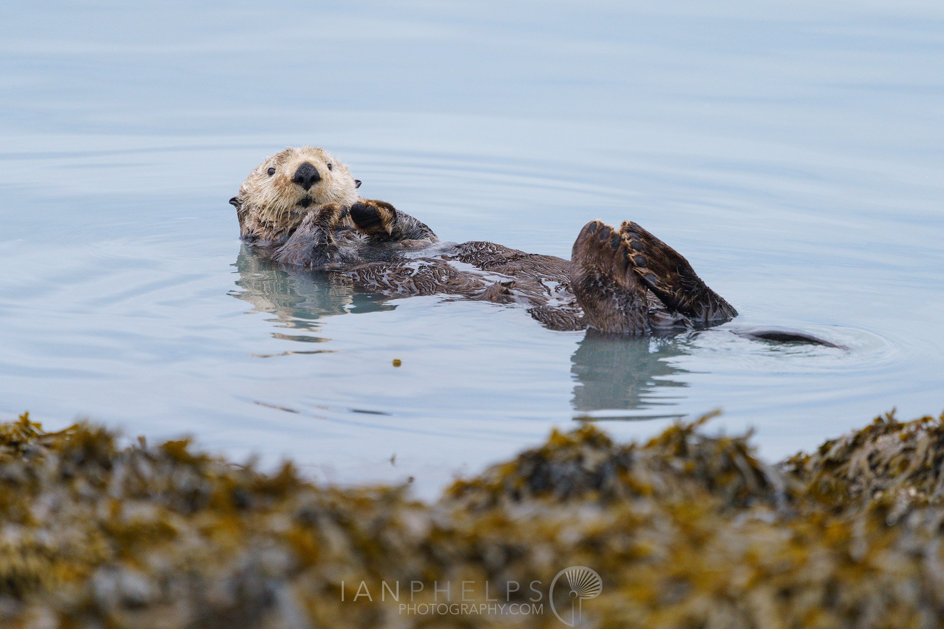 _DSC1653-otterly-adorable-ian-phelps-photography-1920wm.jpg