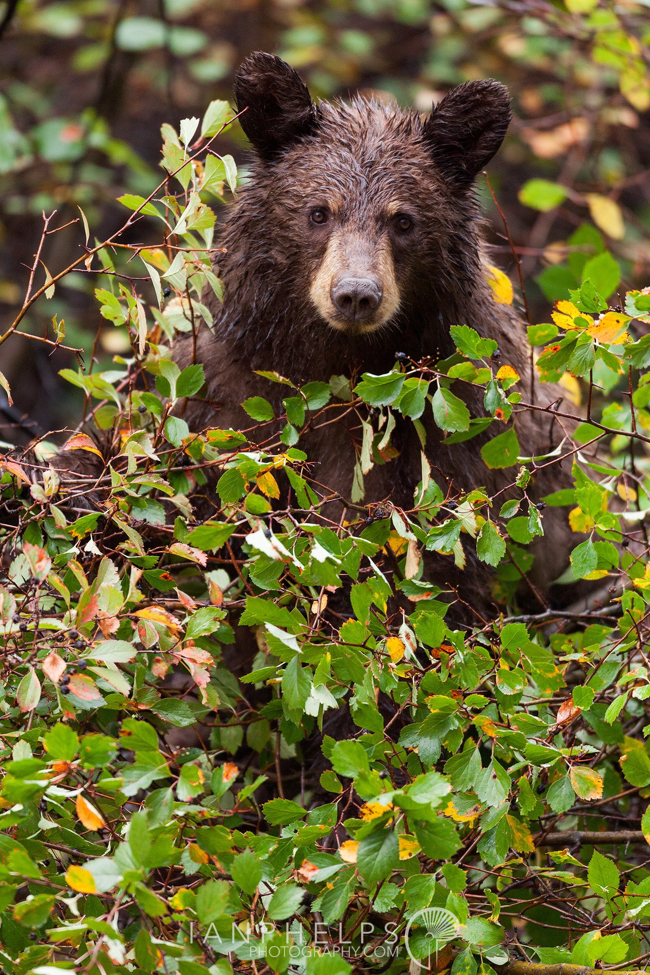 _MG_6125-berry-bear-ian-phelps-photography-1920wm.jpg