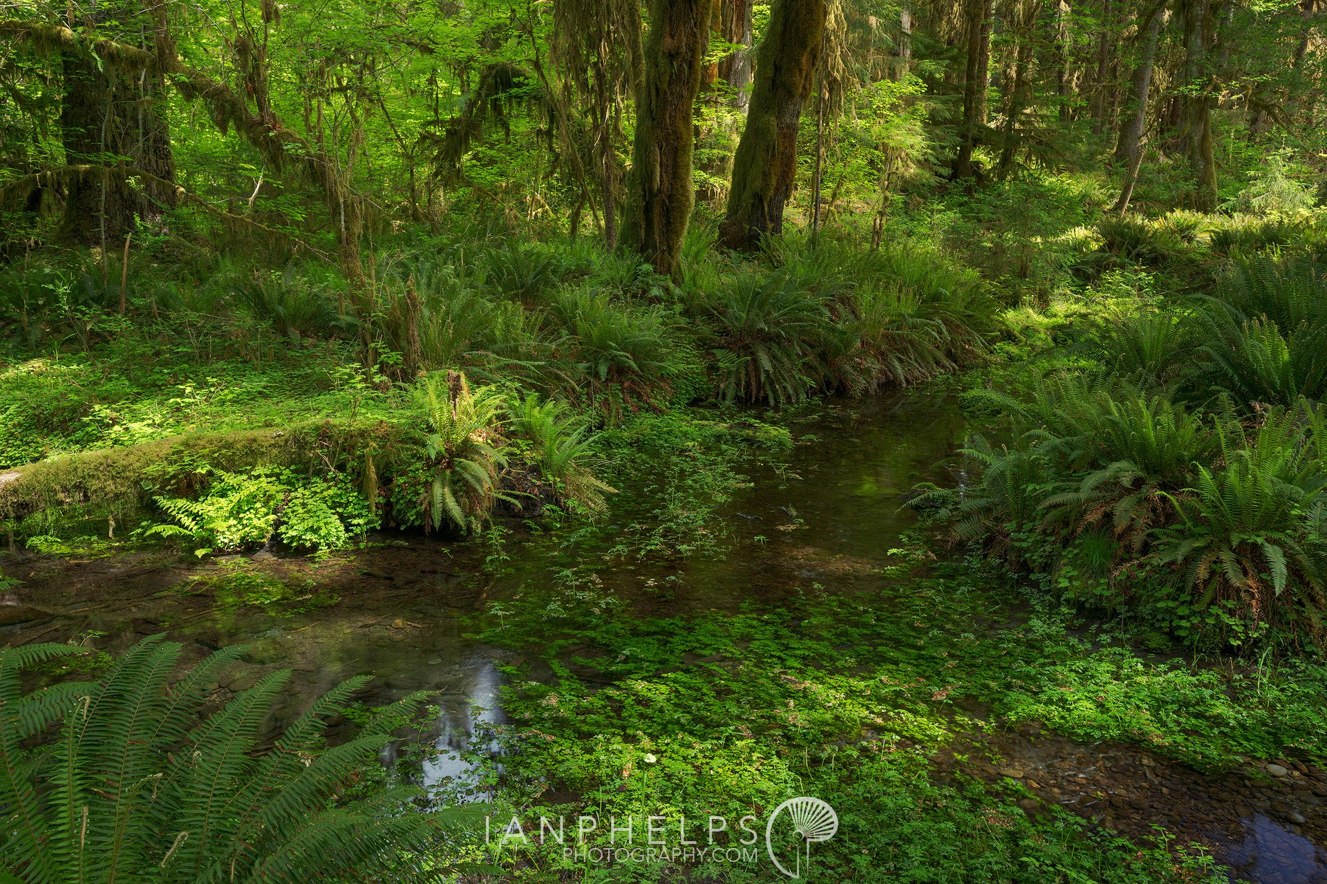 _DSC8978_8979-verdant-ian-phelps-photography-1920wm.jpg