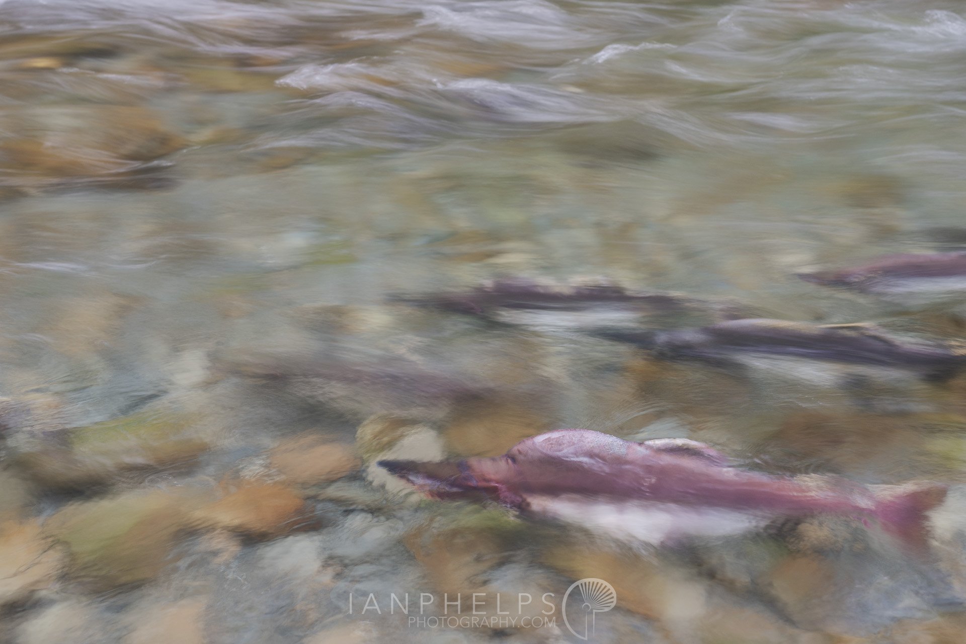_DSC2277-flow-of-life-ian-phelps-photography-1920wm.jpg