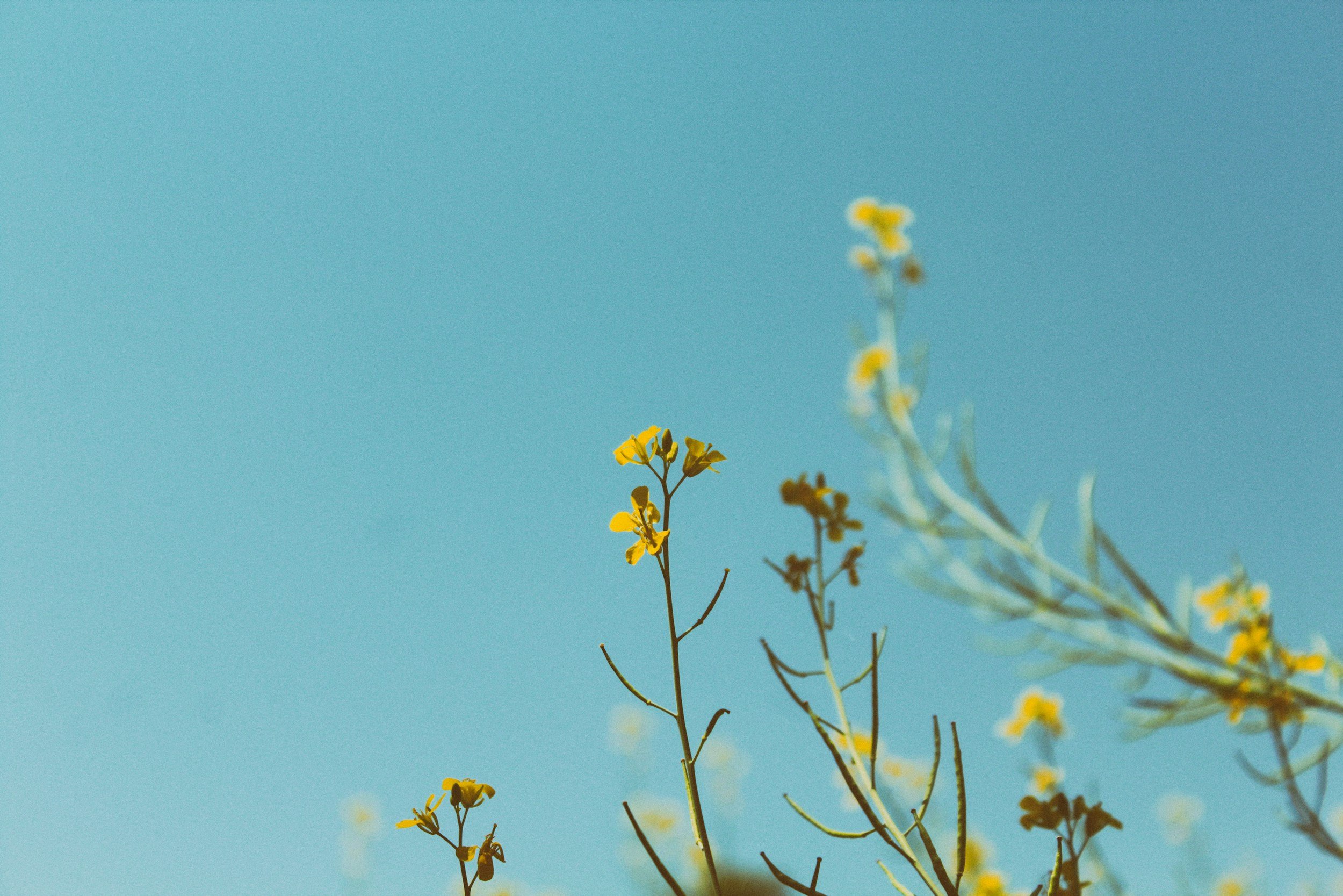 unsplash-image-1cvEeuJKYto.jpg