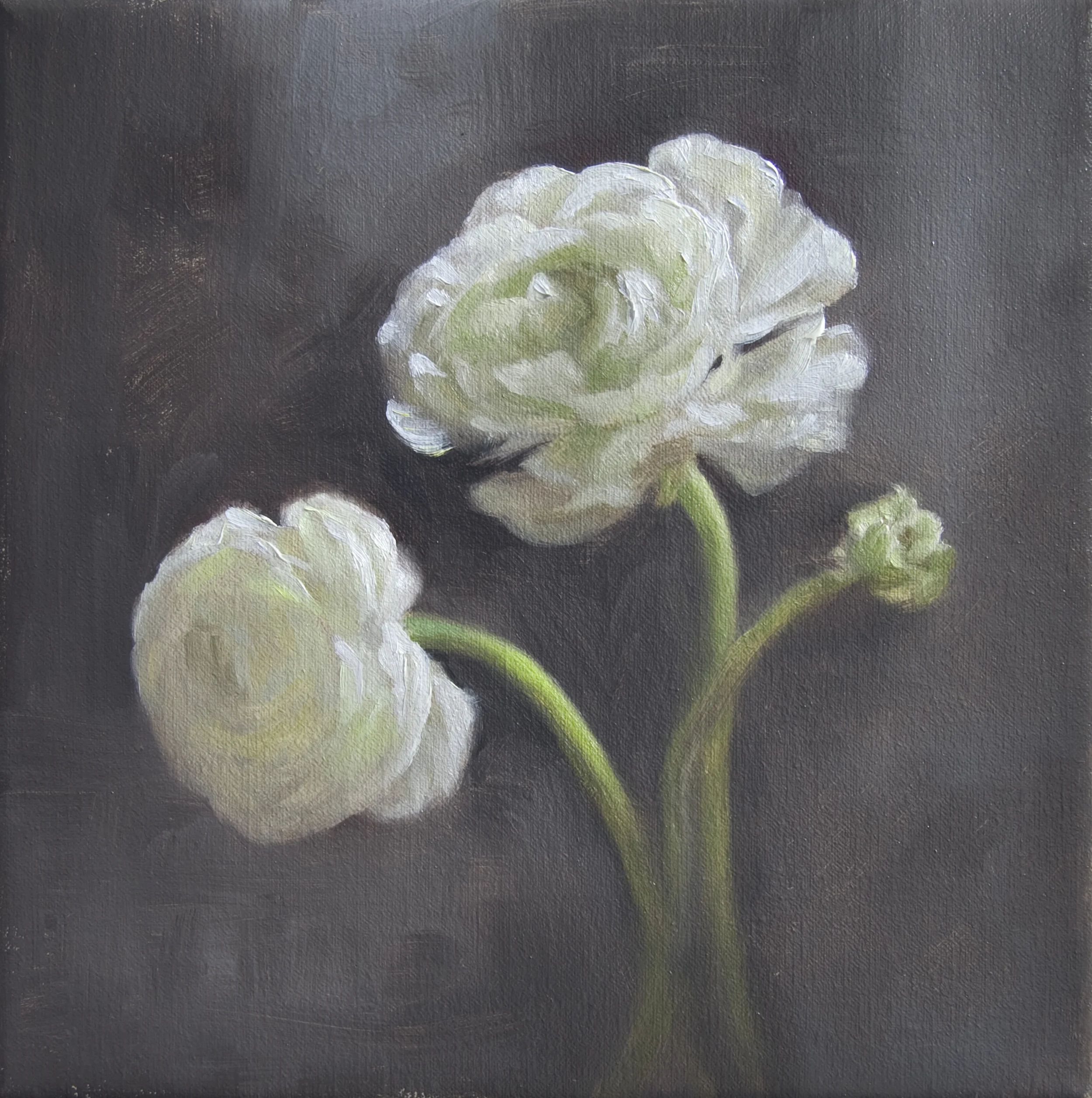 Winter White Ranunculus 8" x 8" Oil on Linen SOLD