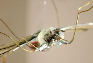   A mosquito made of glass, copper and needles titled "Just little skeeters...?" is part of Stephanie Cochran's "From the Smallest Among Us" exhibit by on display at Park Pace Arts on East 8th Street.  
