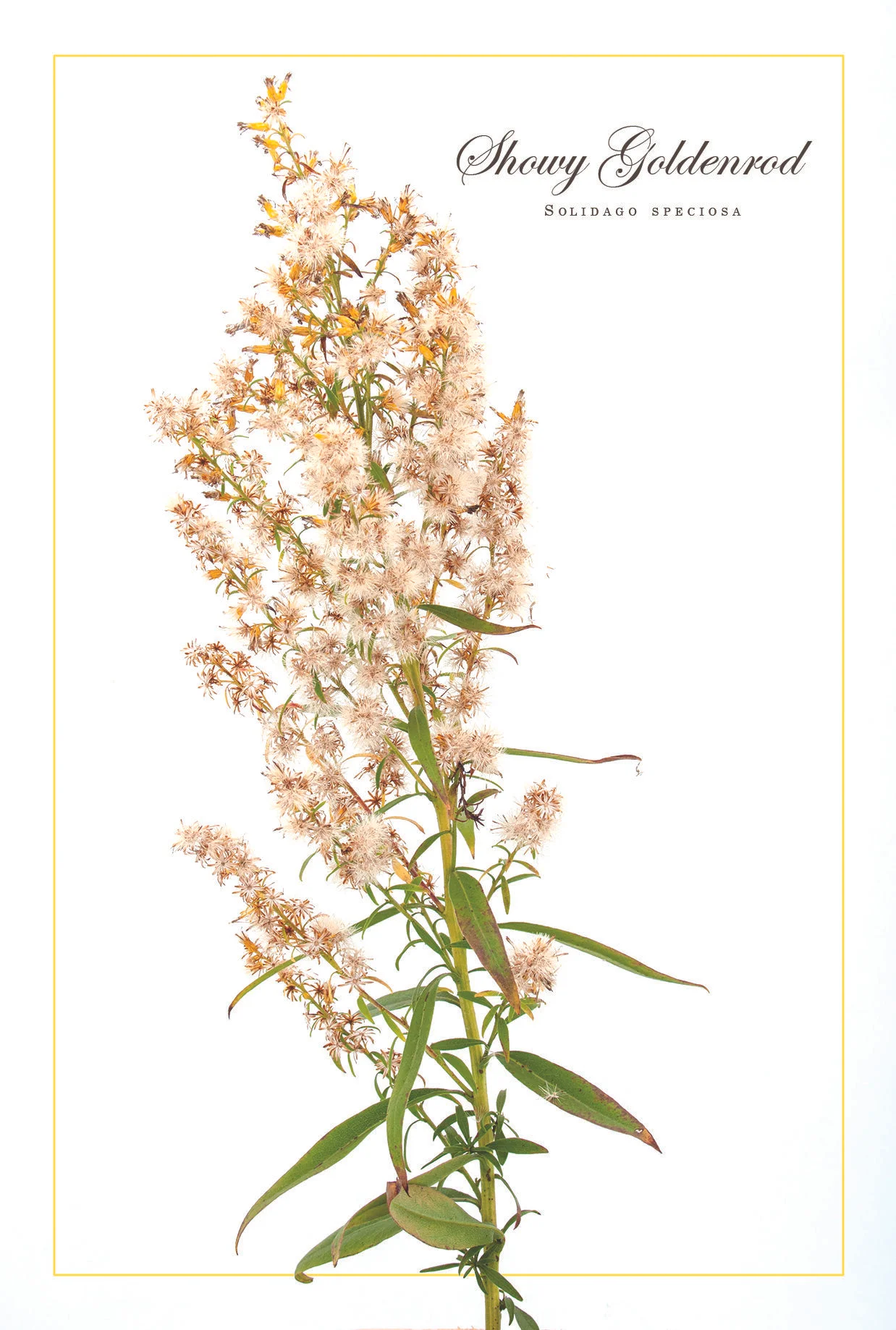 Showy Goldenrod (Solidago speciosa)