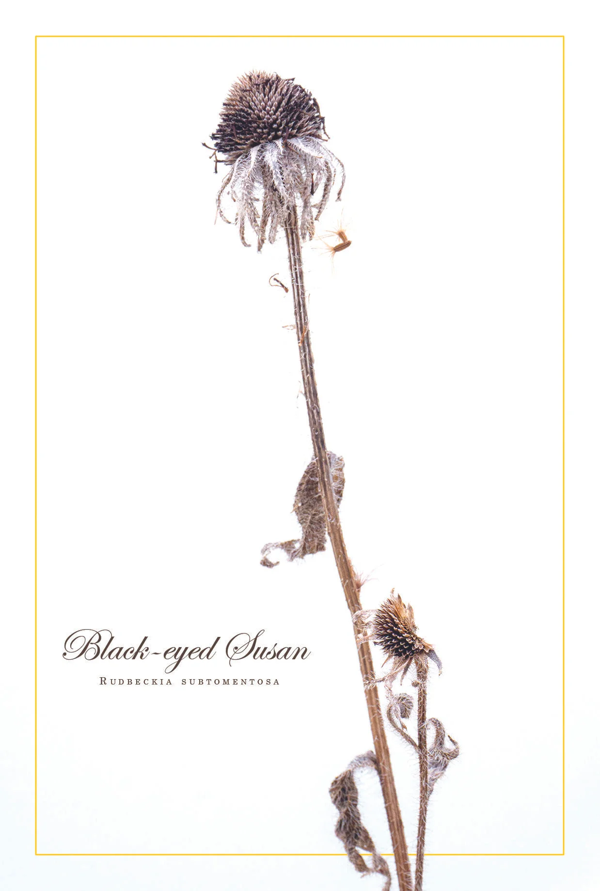 Black-eyed Susan (Rudbeckia subtomentosa)