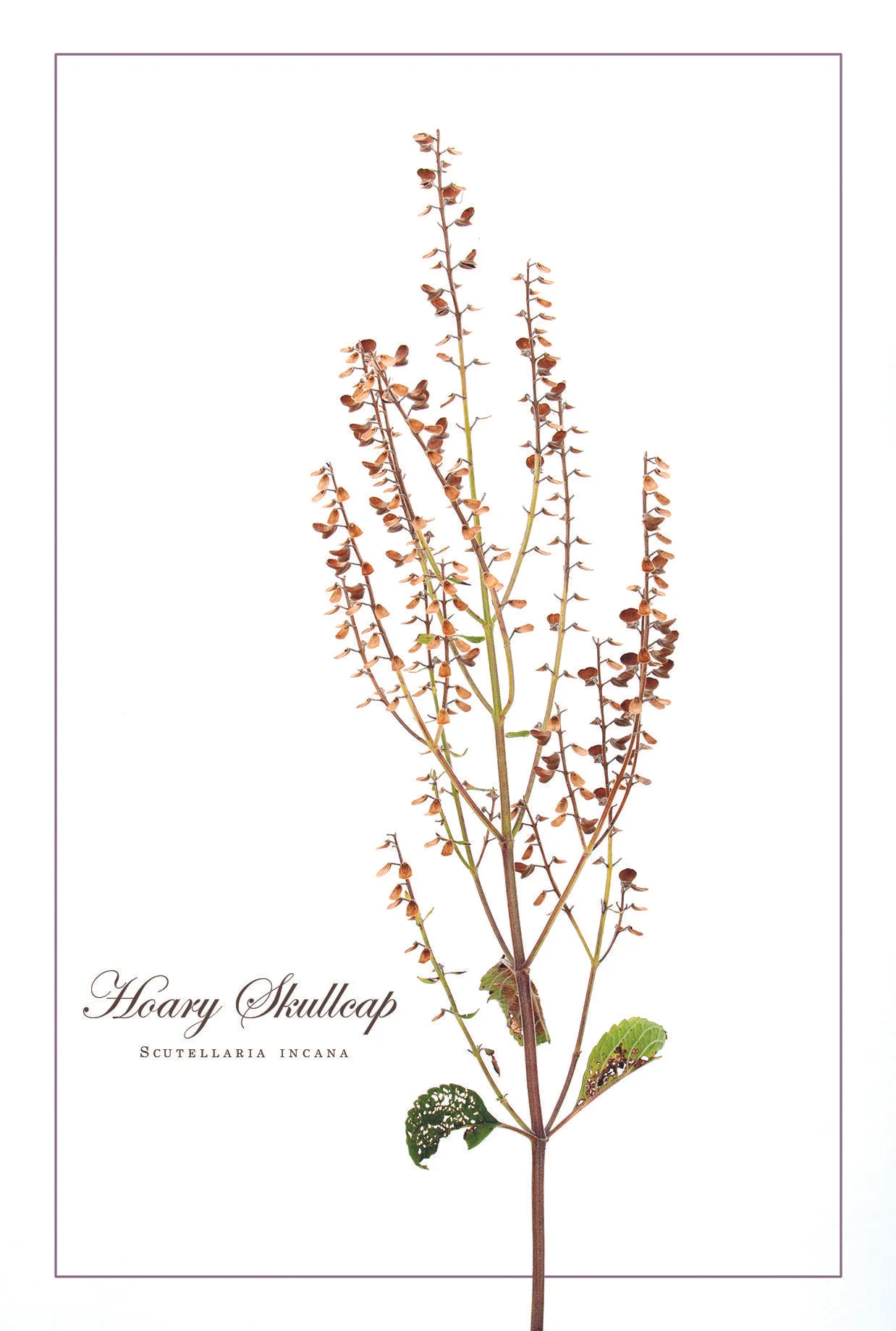 Hoary Skullcap (Scutellaria incant)