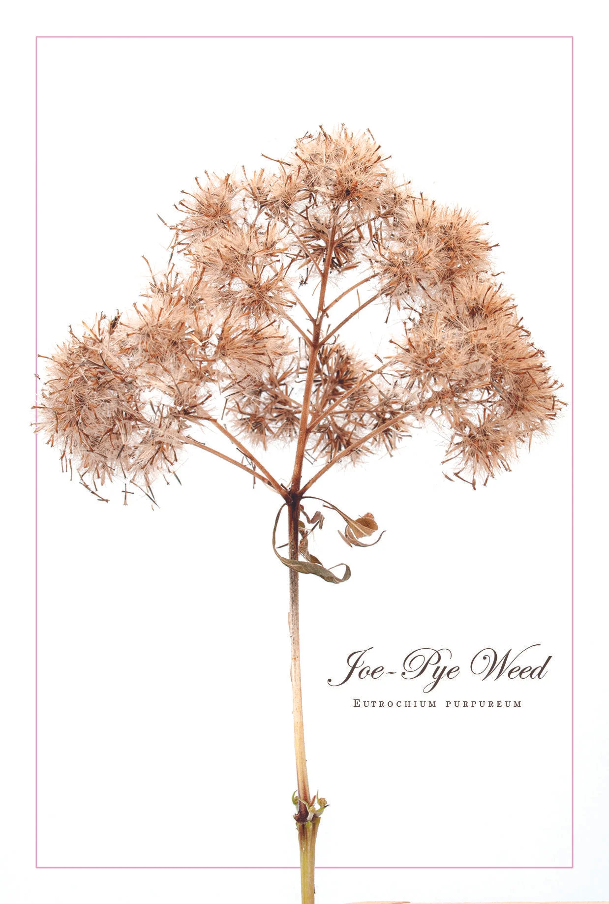 Joe-Pye Weed (Eutrochium purpureum)