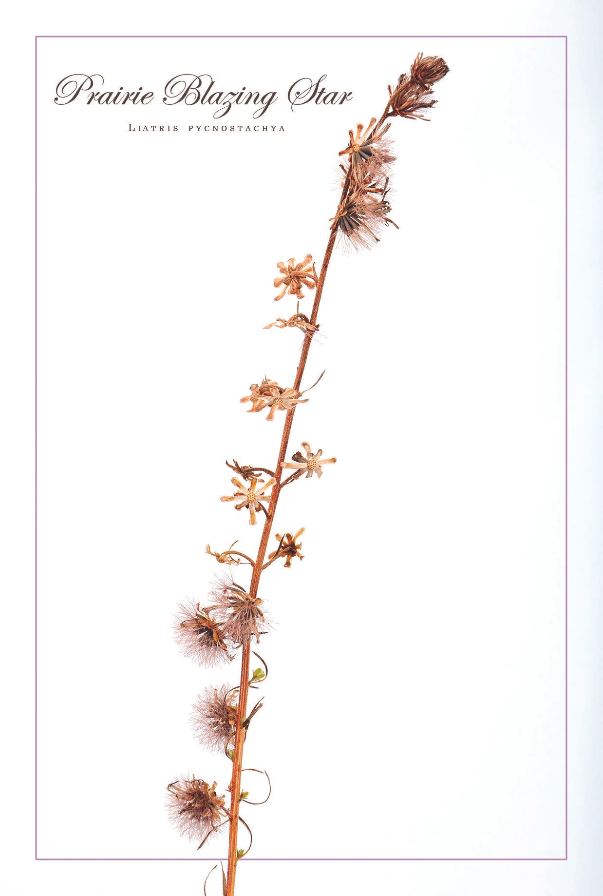 Prairie Blazing Star (Liatris pycnostachya)
