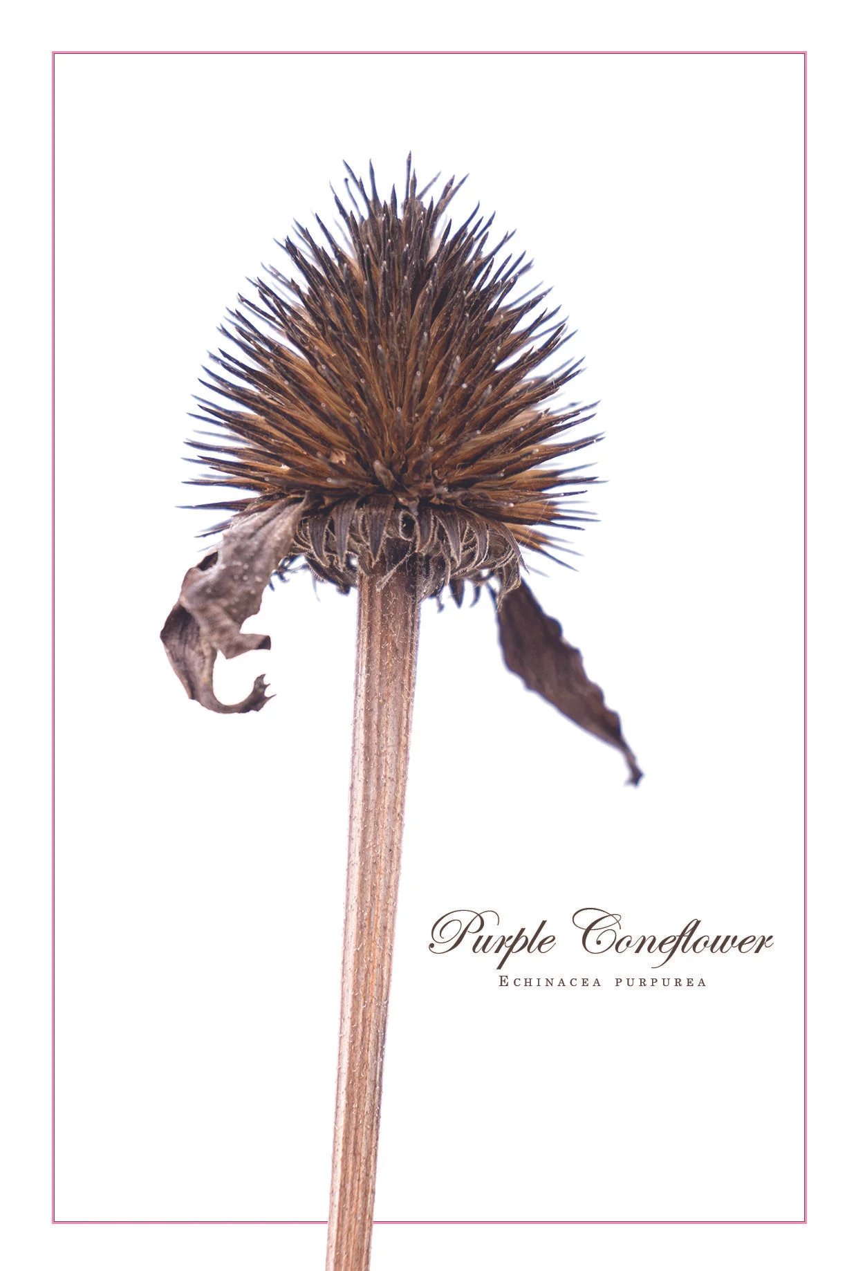 Purple Coneflower (Echinacia purpurea)
