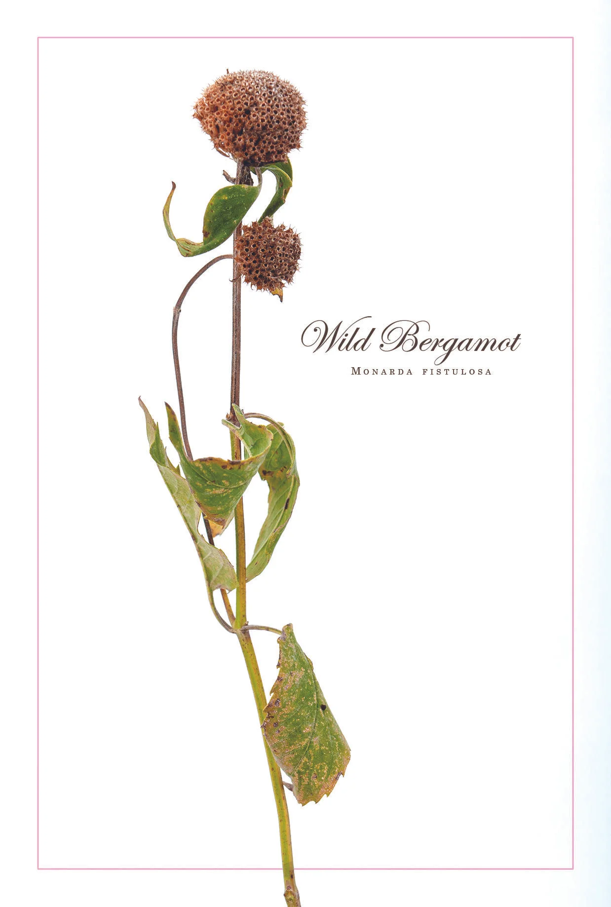 Wild Bergamot (Monarda fistulosa)
