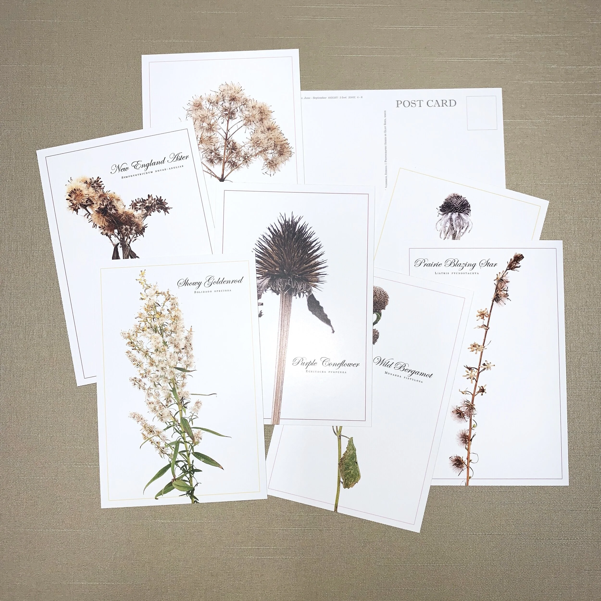 Wildflower postcard set of 8