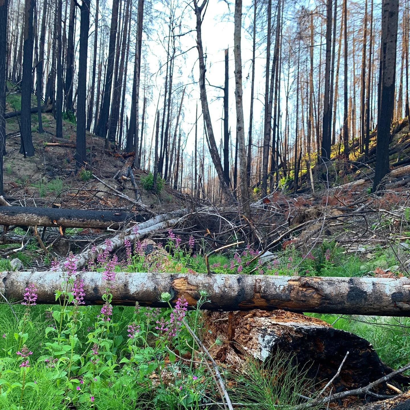 Remnants of the 2020 Holiday Farm Fire

#forestfire #climatechange #holidayfire #oregon #roadtrip #pacnw #blueriver