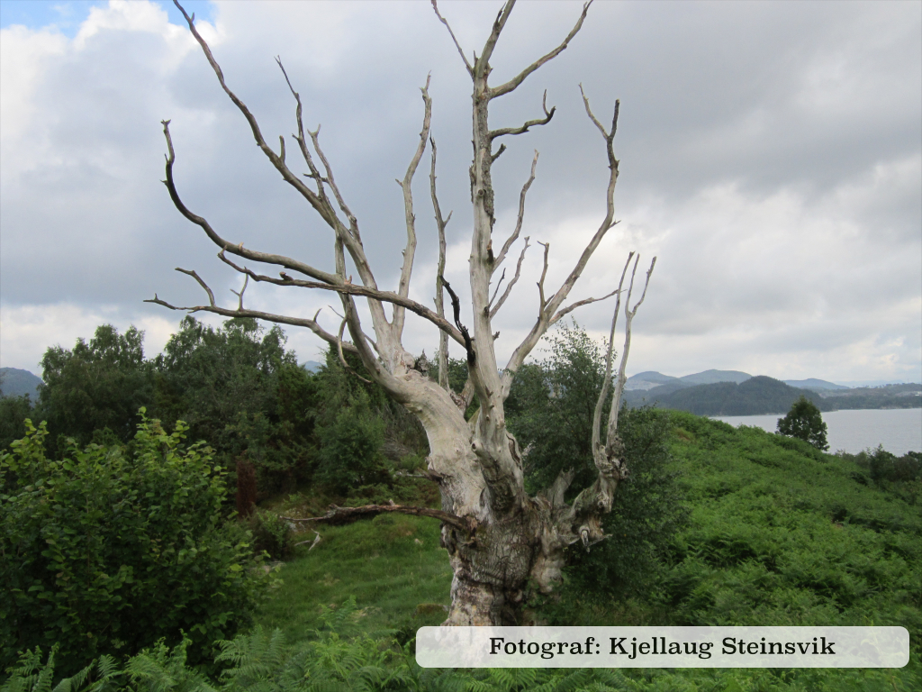 Bildeserie 2013.004.jpg