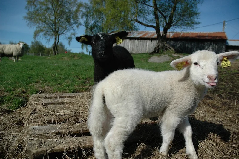 Lamma frå den gamle sida har no blitt bytta ut
