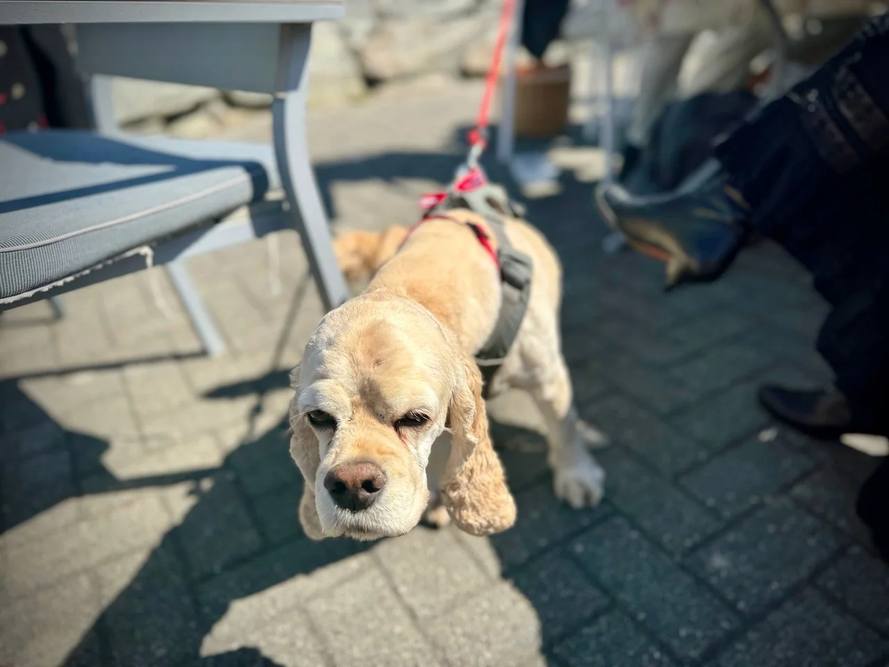 17 mai 2024  - 93.jpeg