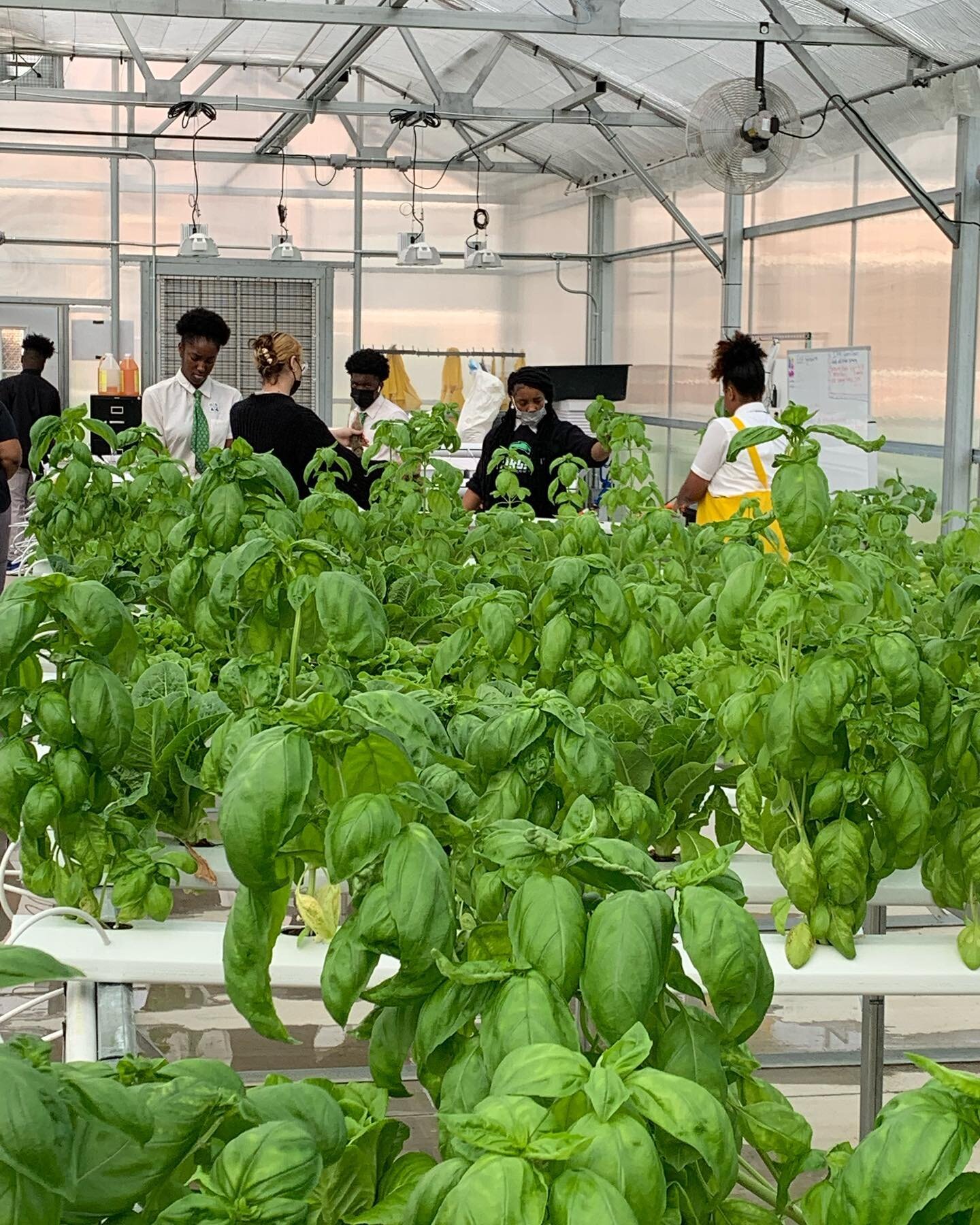 Green Street Academy Youth Scholars harvesting Baltimore Grown Greens for local  plant-based restaurant @stemfarmkitchen this morning! Inspired everyday by this project! #greenstreetacademy #entrepreneurship #local #urbanpastoral #community #baltimor