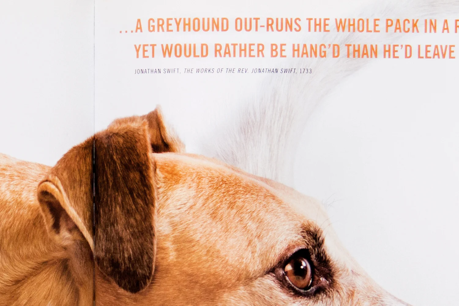 gc.greyhounds.race.detail.jpg