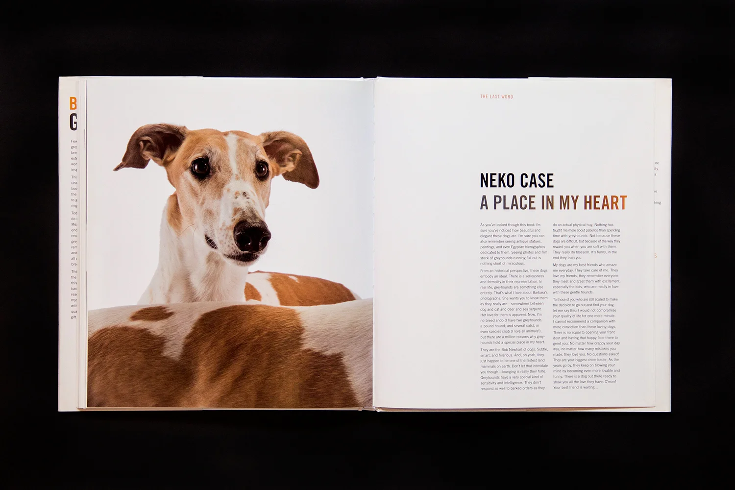 gc.greyhounds.neko.jpg