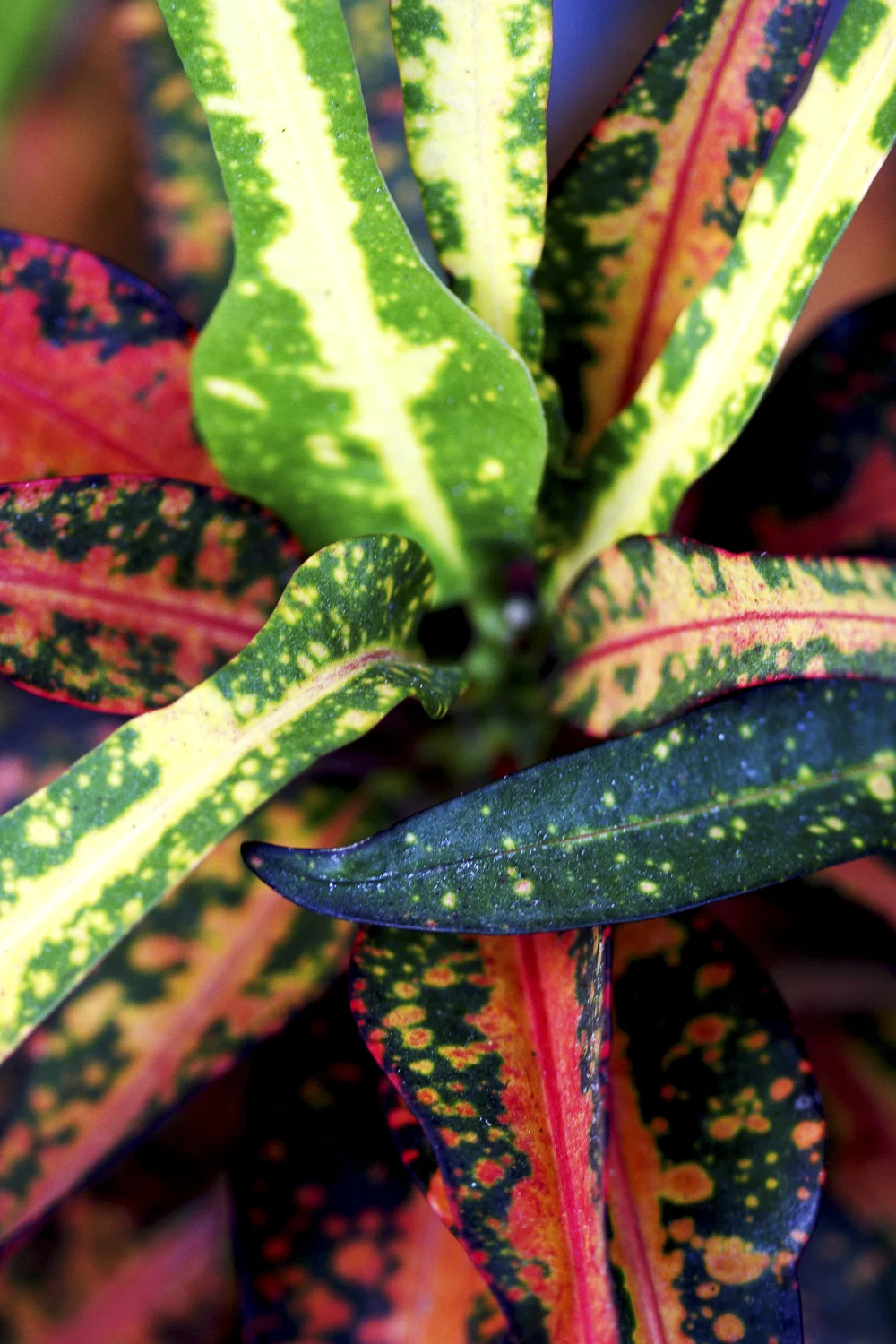 nature-1.jpg