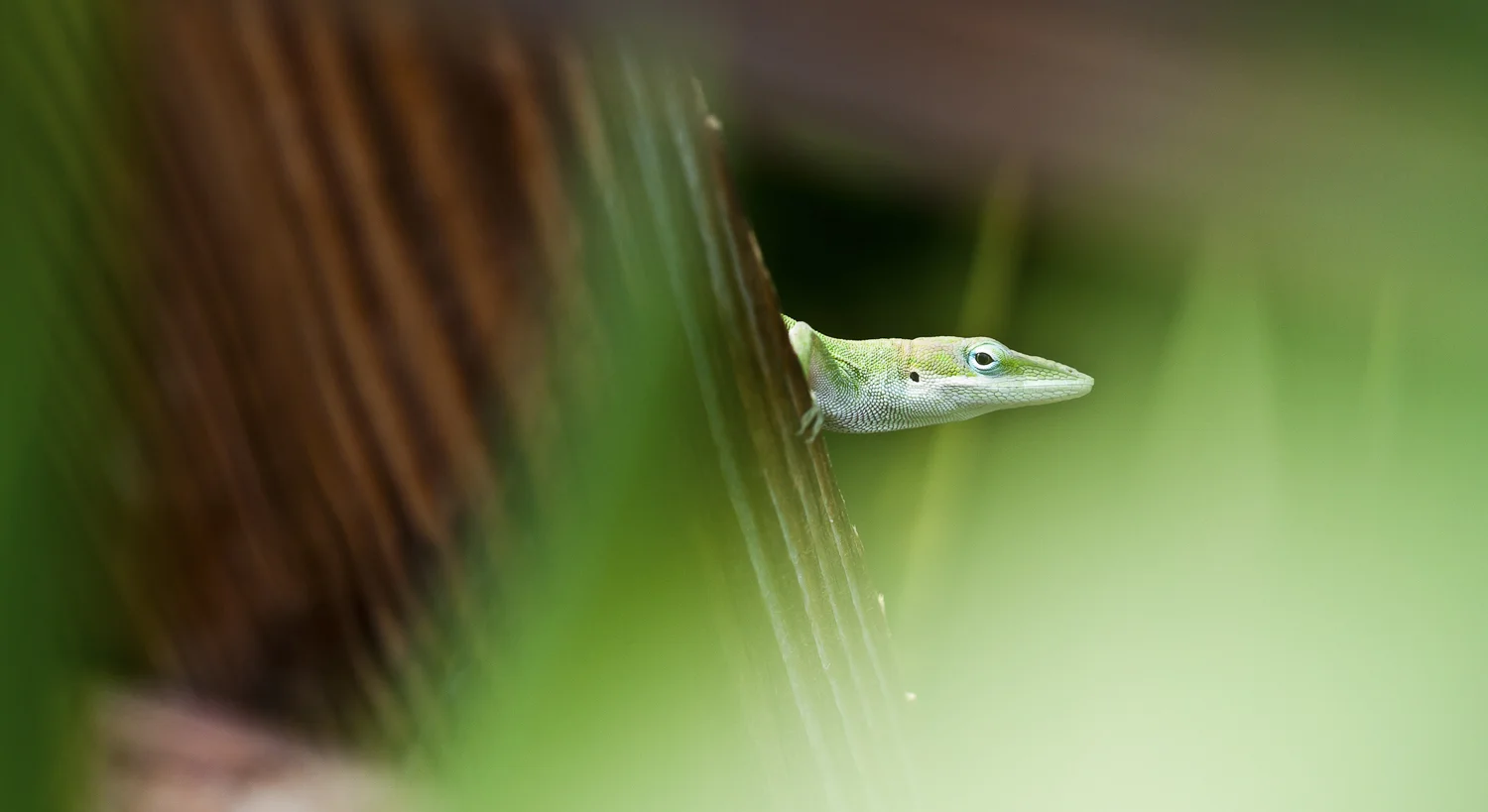 Nature-10.jpg