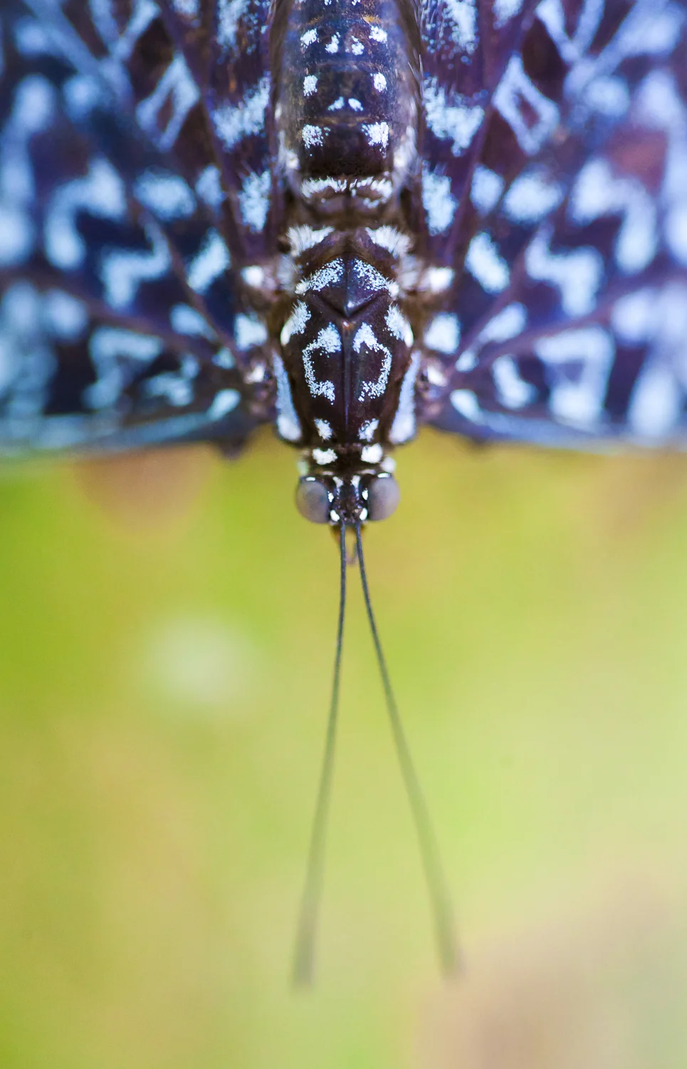 Nature-18.jpg