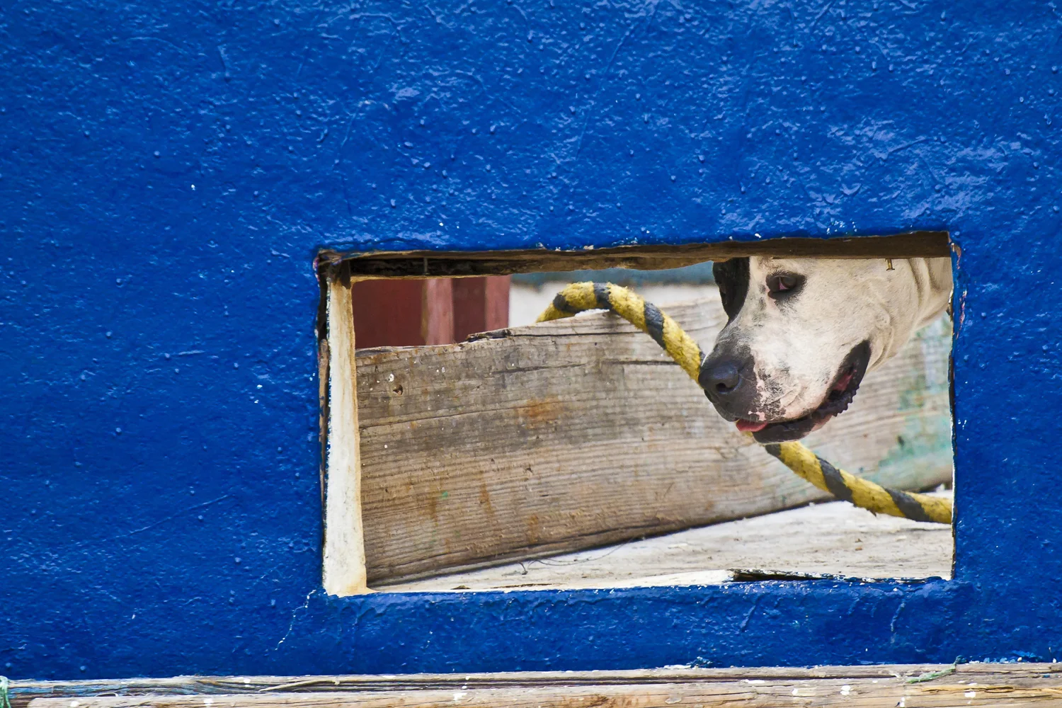 Blue Dog