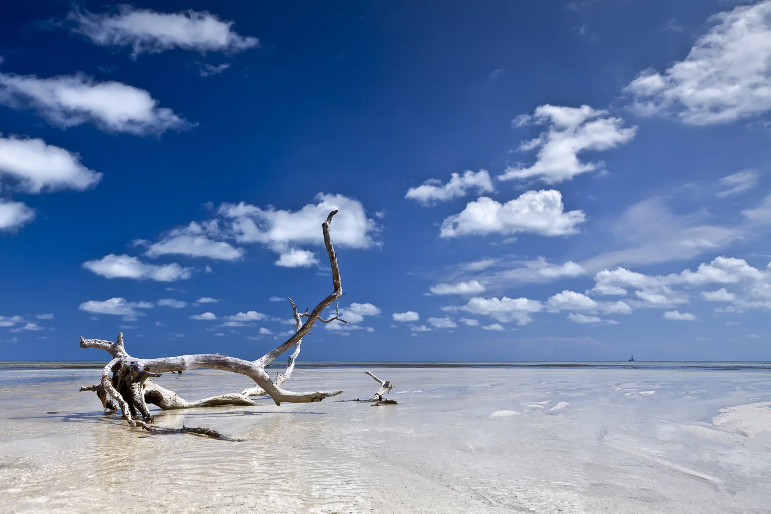 Driftwood- Boca-Grande-Florida-Keys-Landscape-Photography-Marrero-1.jpg