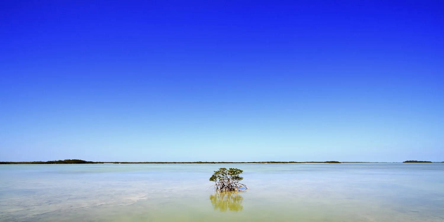 Mangroves-Florida-Keys-Landscape-Photography-Marrero-1-2.jpg
