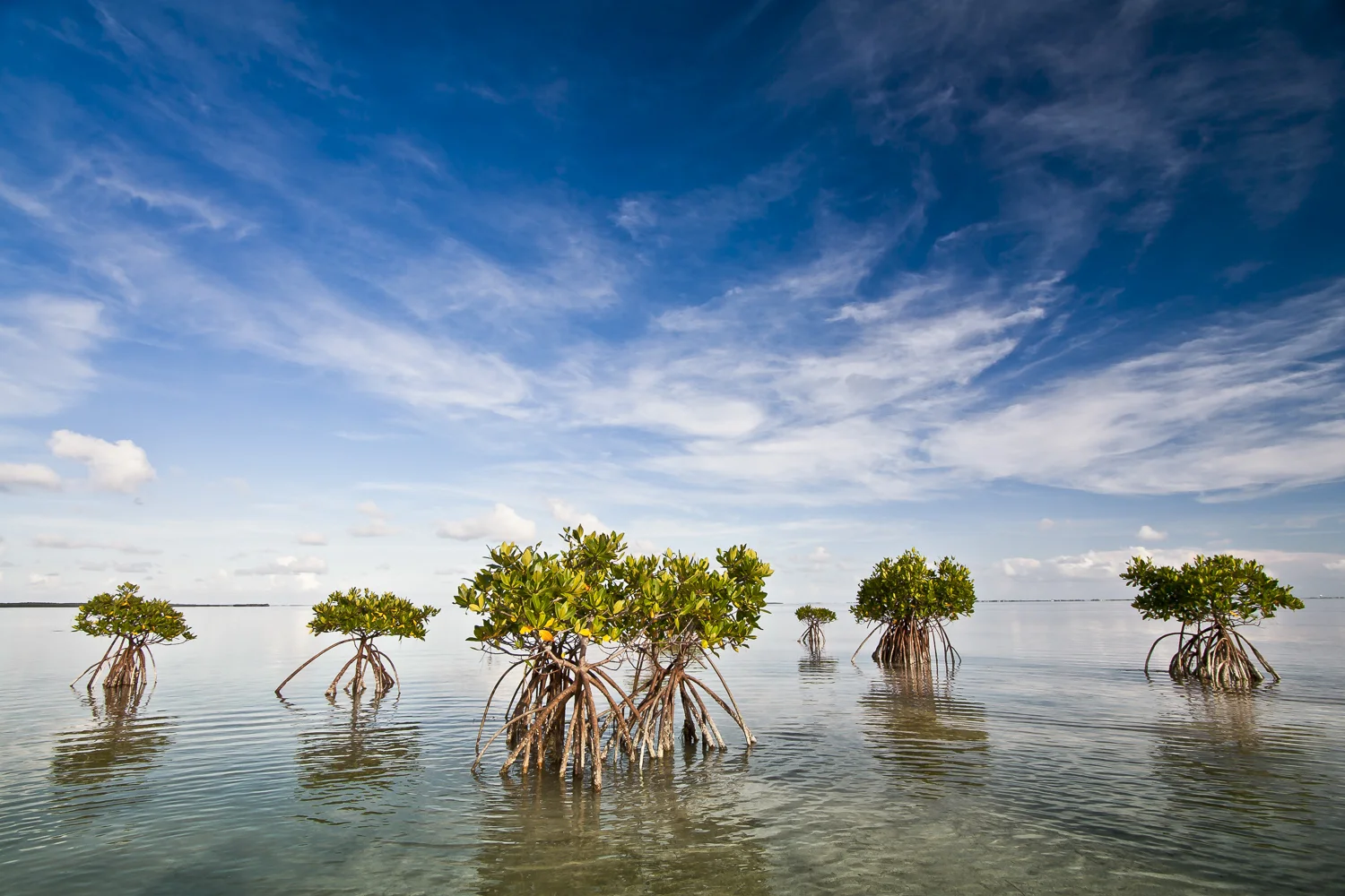 Mangroves-Florida-Keys-Landscape-Photography-Marrero-1.jpg