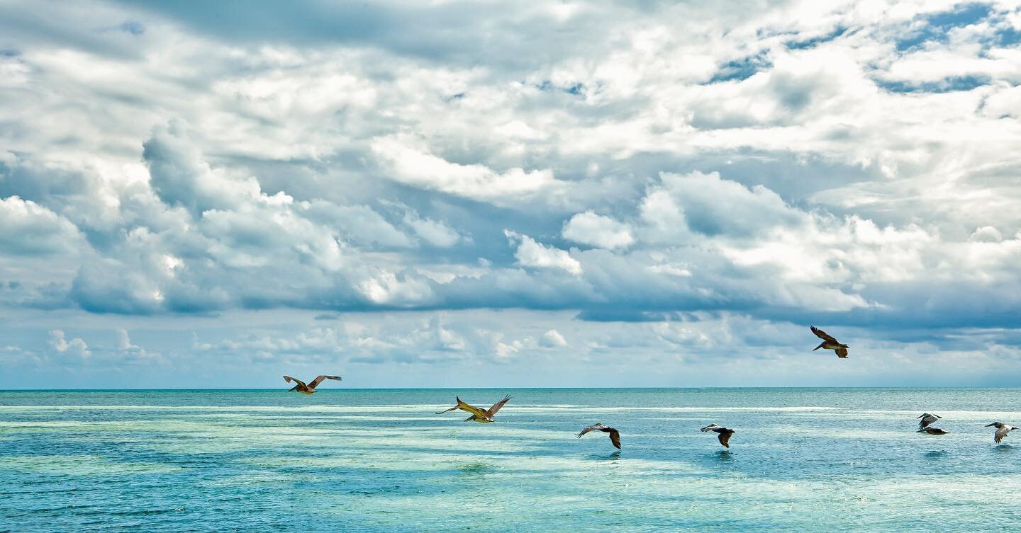 Flock of pelicans. I&rsquo;m sure there&rsquo;s a proper name for that. 
&bull;
&bull;
&bull;
&bull;
#ocean #mikemarrero #mikemarrerophotography #nature #photography #florida #instagood #water #islandlife #keywest #pelican #keywestlife #sun #southern