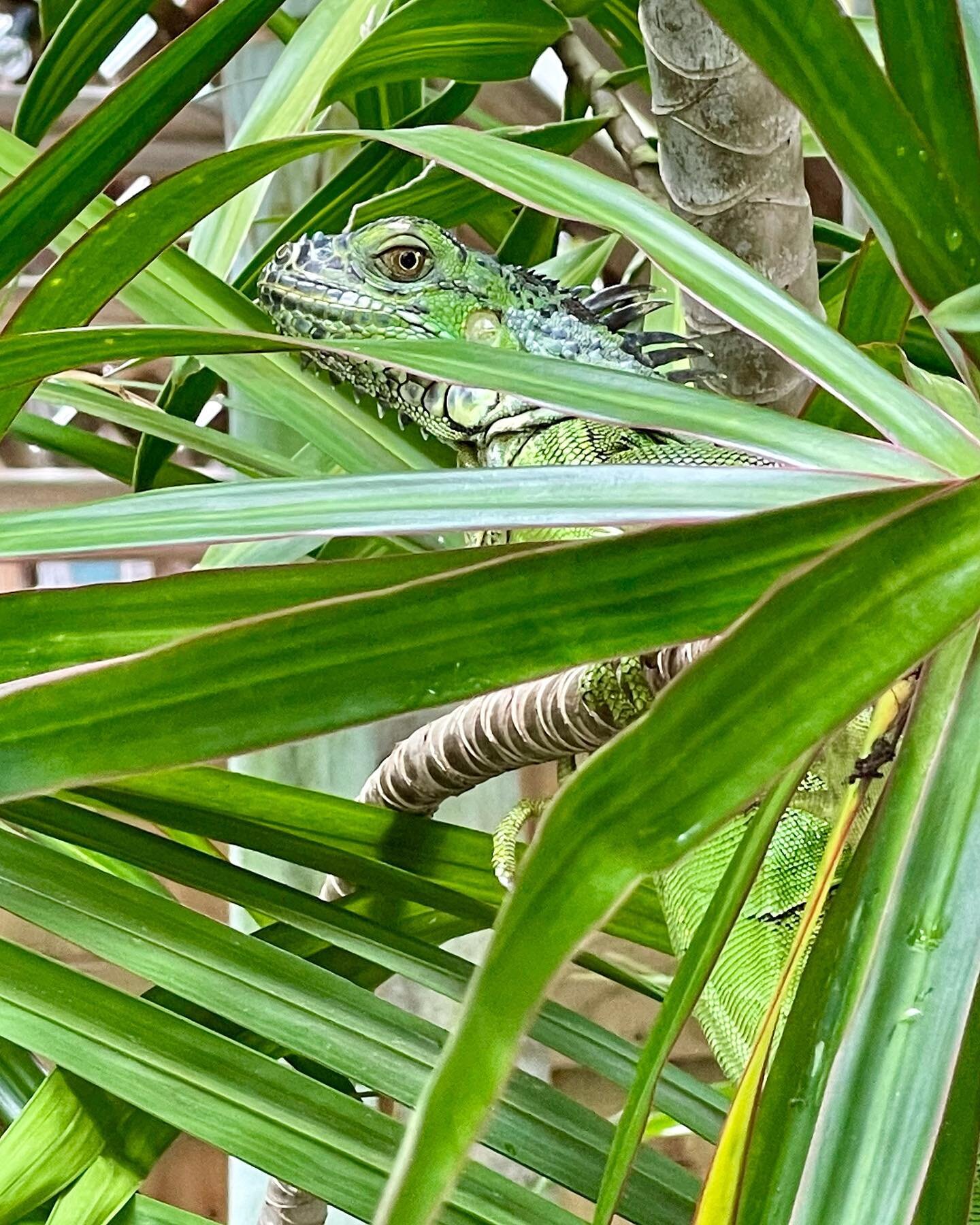 My wife&rsquo;s arch-nemesis deploying Key West camouflage. 
&bull;
&bull;
&bull;
&bull;
#nature #camo #keywest #hiding #realtree #keywestlife #paradise #instagood #sun #islandlife #southernmostpoint #keywestflorida #iguana #iguanas #lizard #reptiles