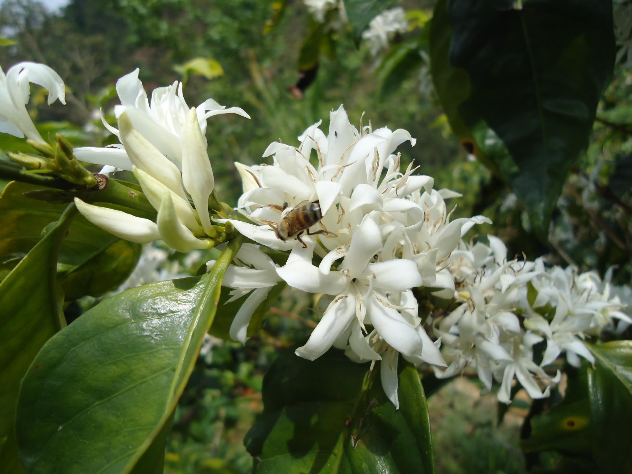 Flor de Cafe con Abeja.jpg