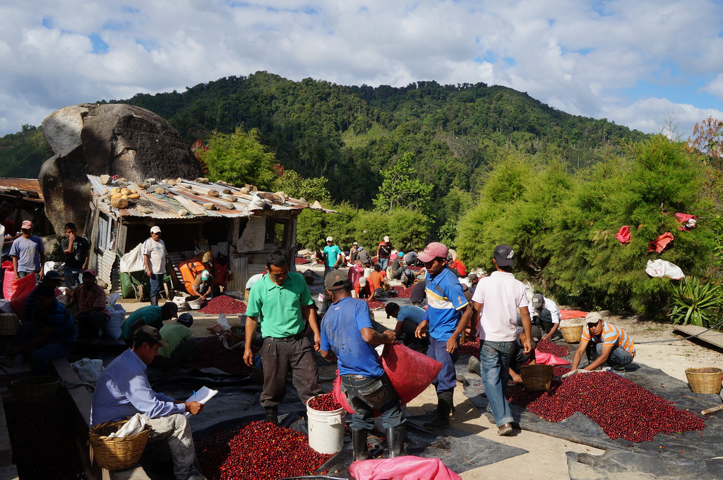 Los Congos sorting cherries.jpg