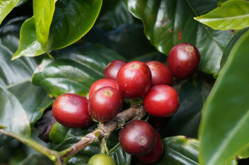 Nice red cherries.jpg