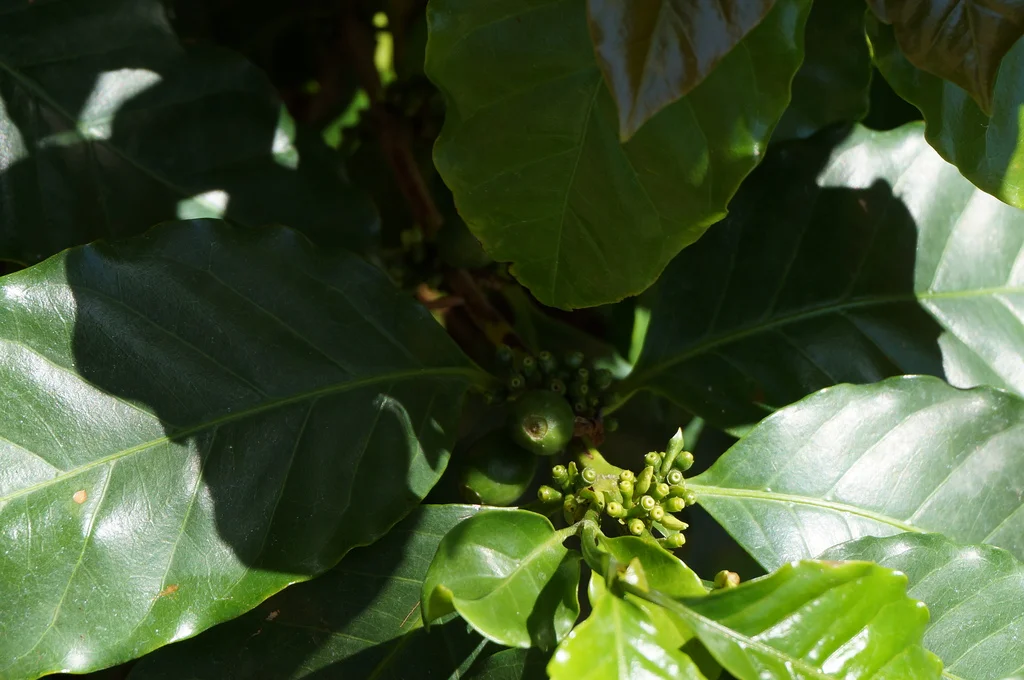 Coffee Green Buds.jpg